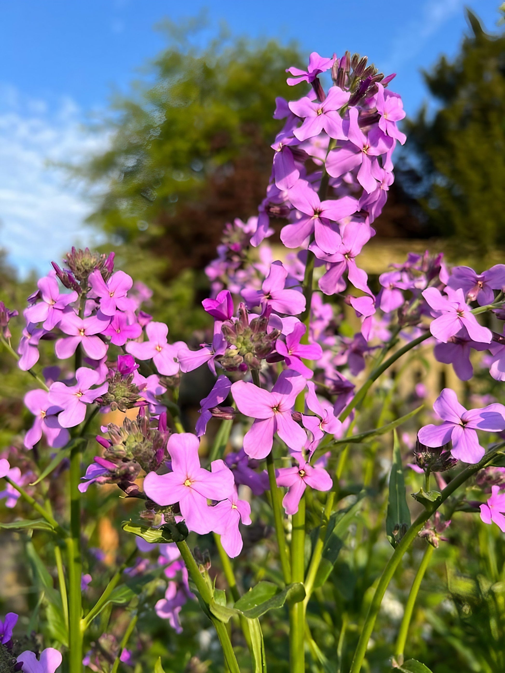 Hesperis Mixed - REGN