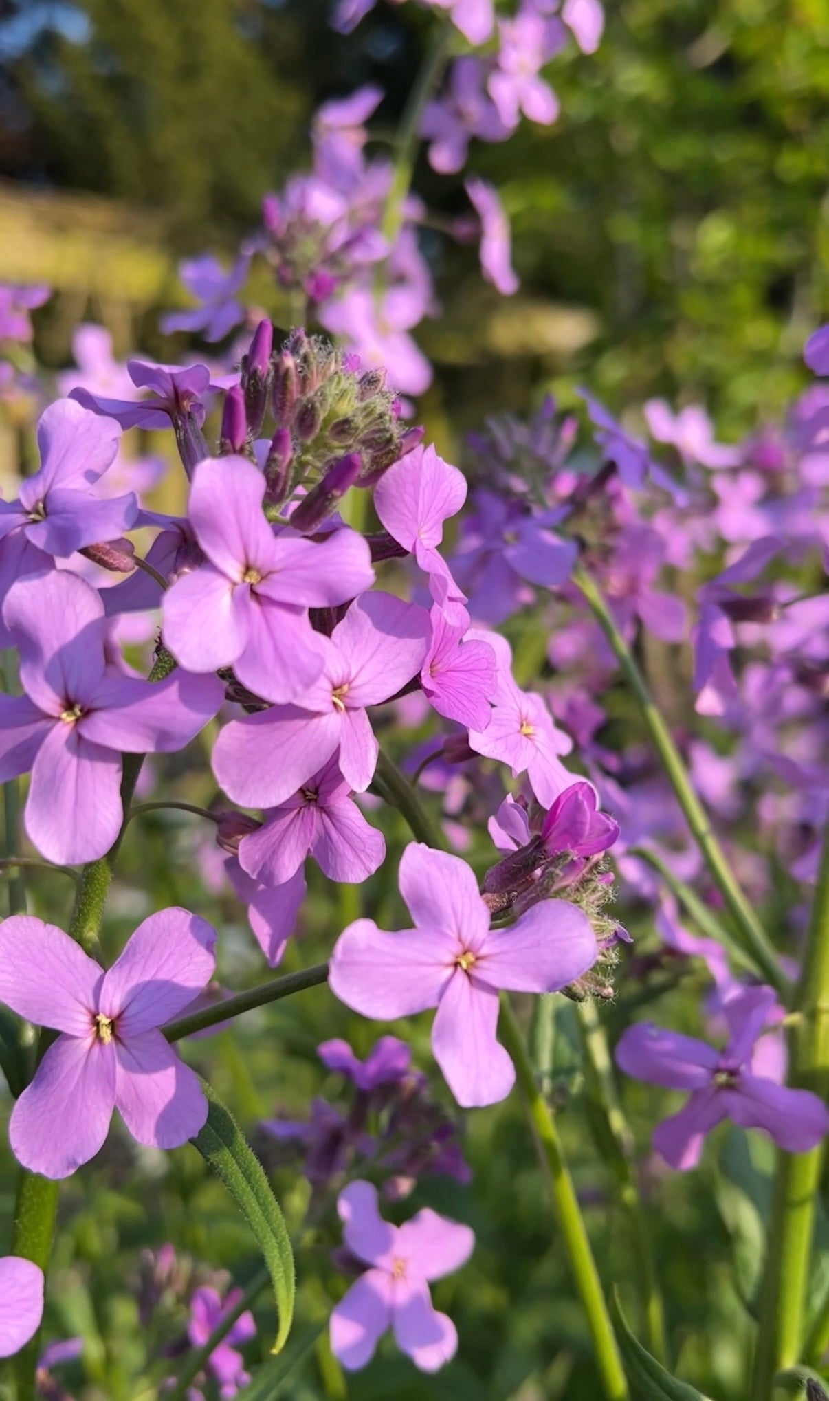 Hesperis Purple (Sweet Rocket) - REGN