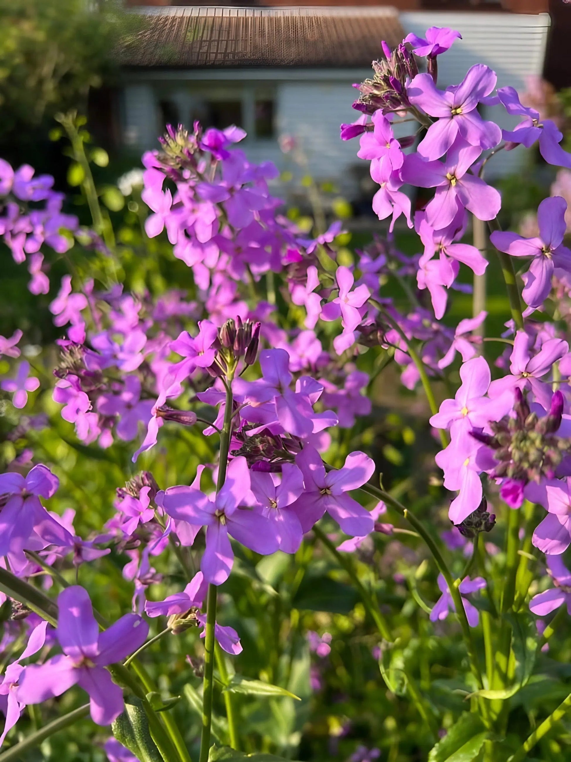 Hesperis Purple (Sweet Rocket) - REGN