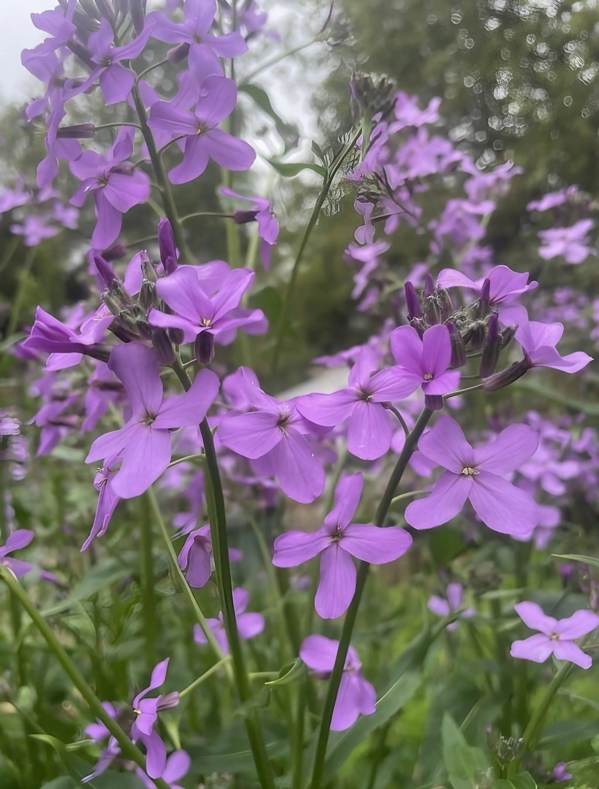 Hesperis Purple (Sweet Rocket) - REGN