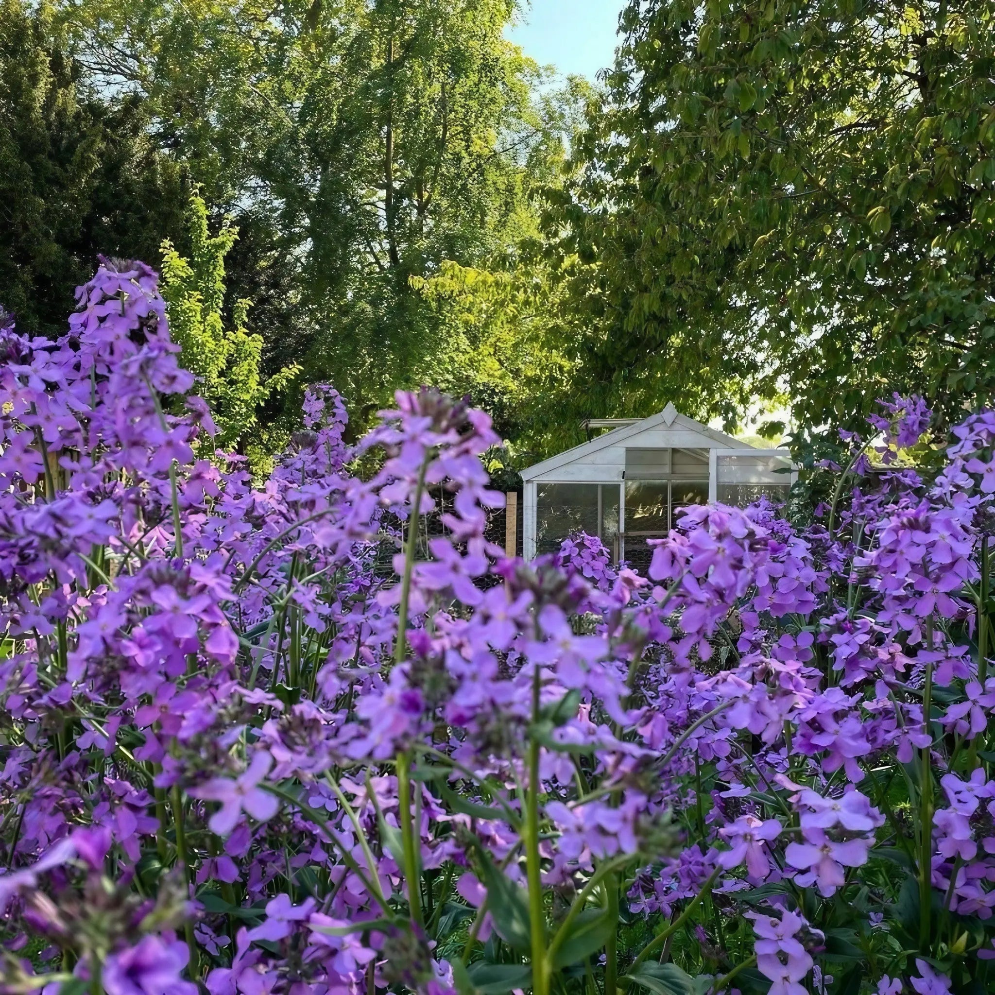 Hesperis Purple (Sweet Rocket) - REGN
