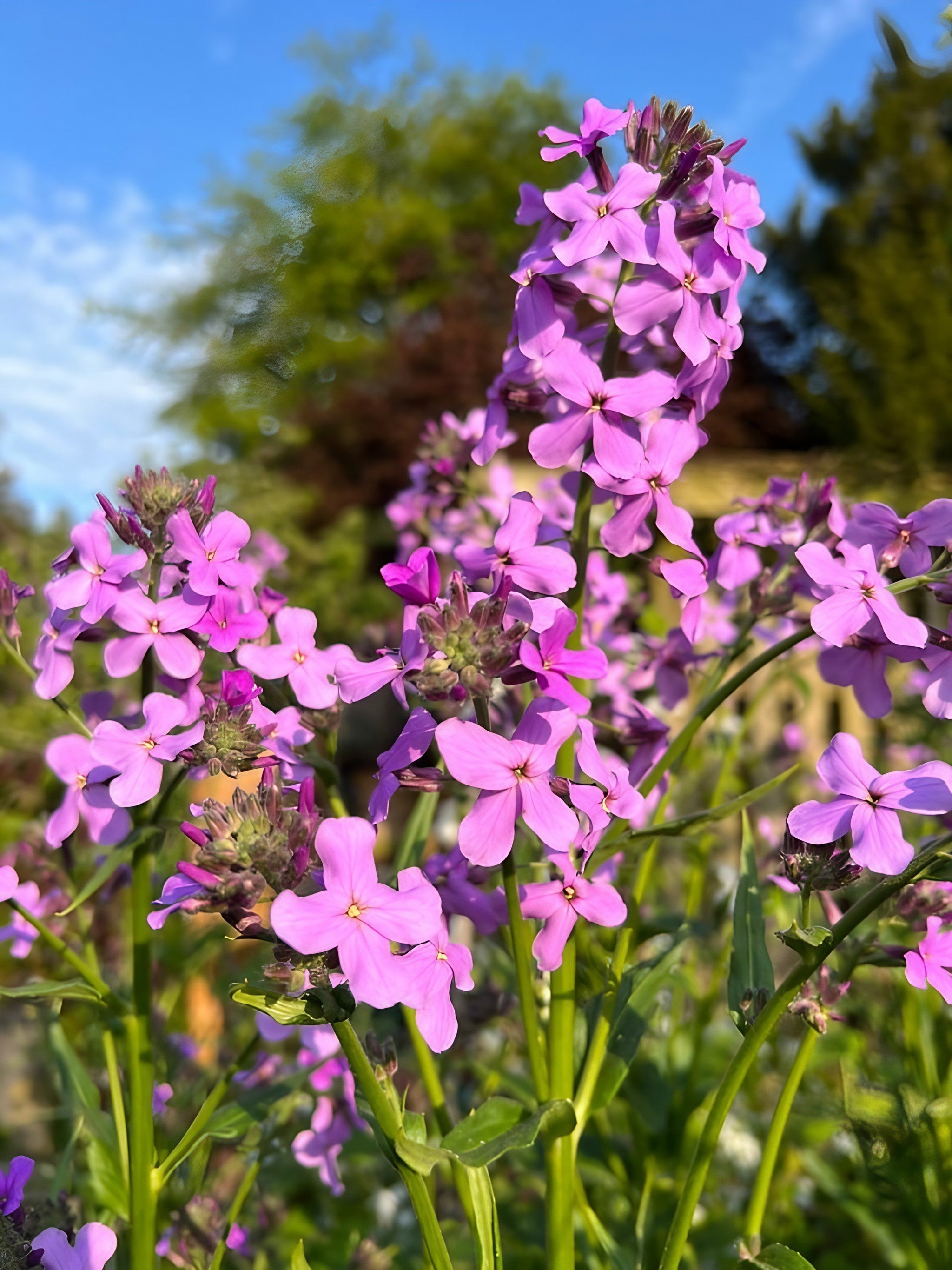 Hesperis Purple (Sweet Rocket) - REGN