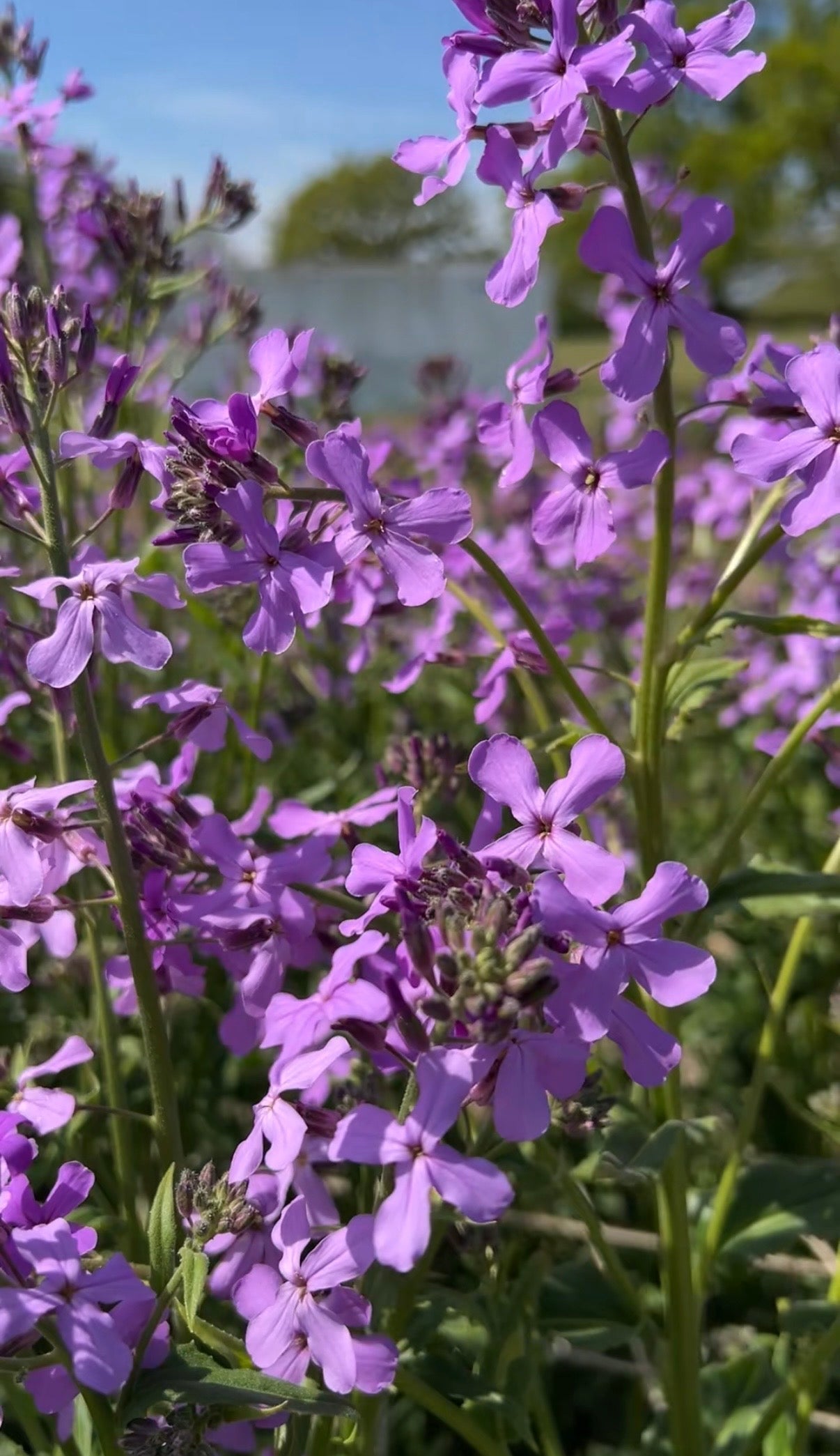 Hesperis Purple (Sweet Rocket) - REGN