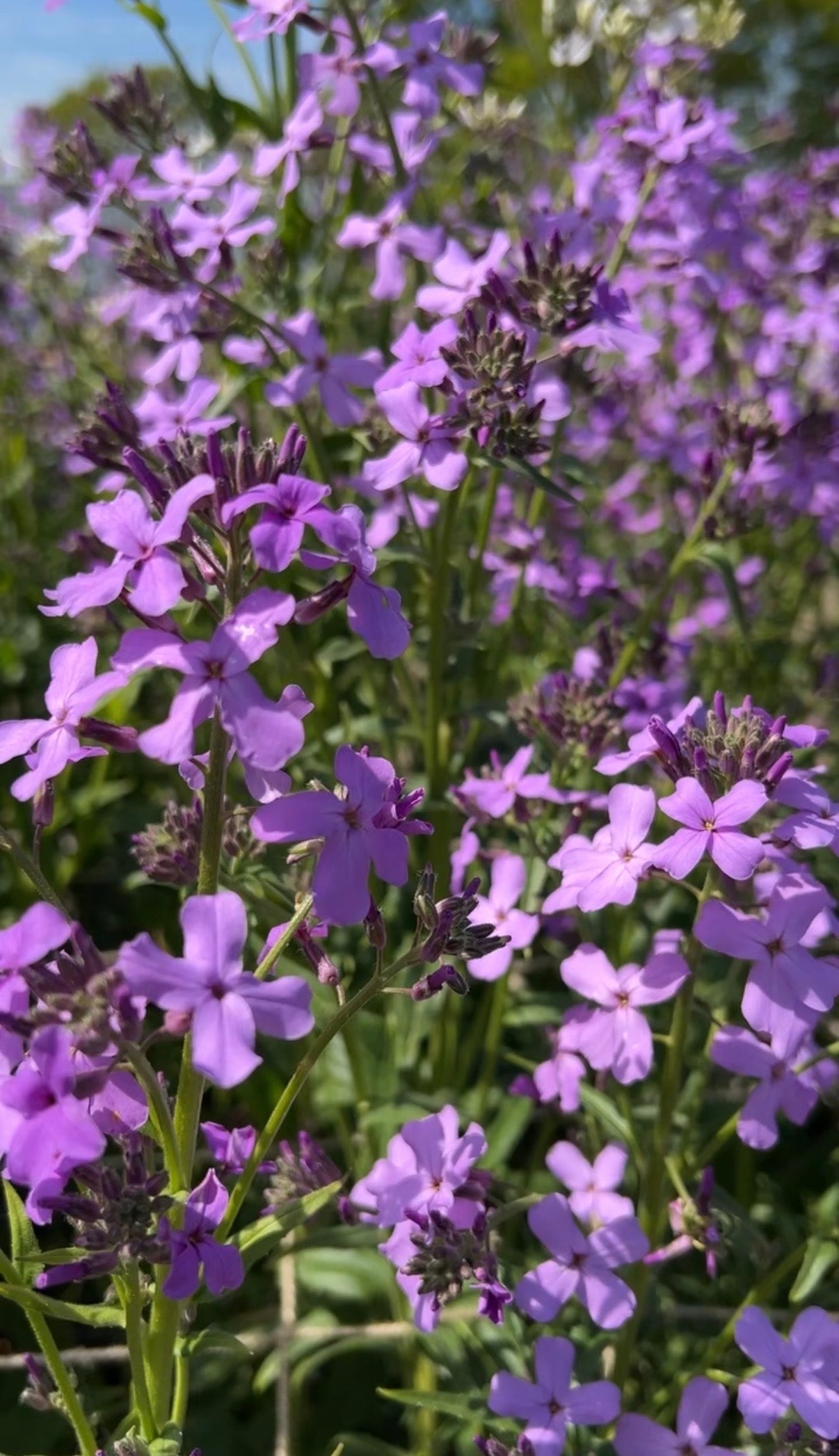 Hesperis Purple (Sweet Rocket) - REGN