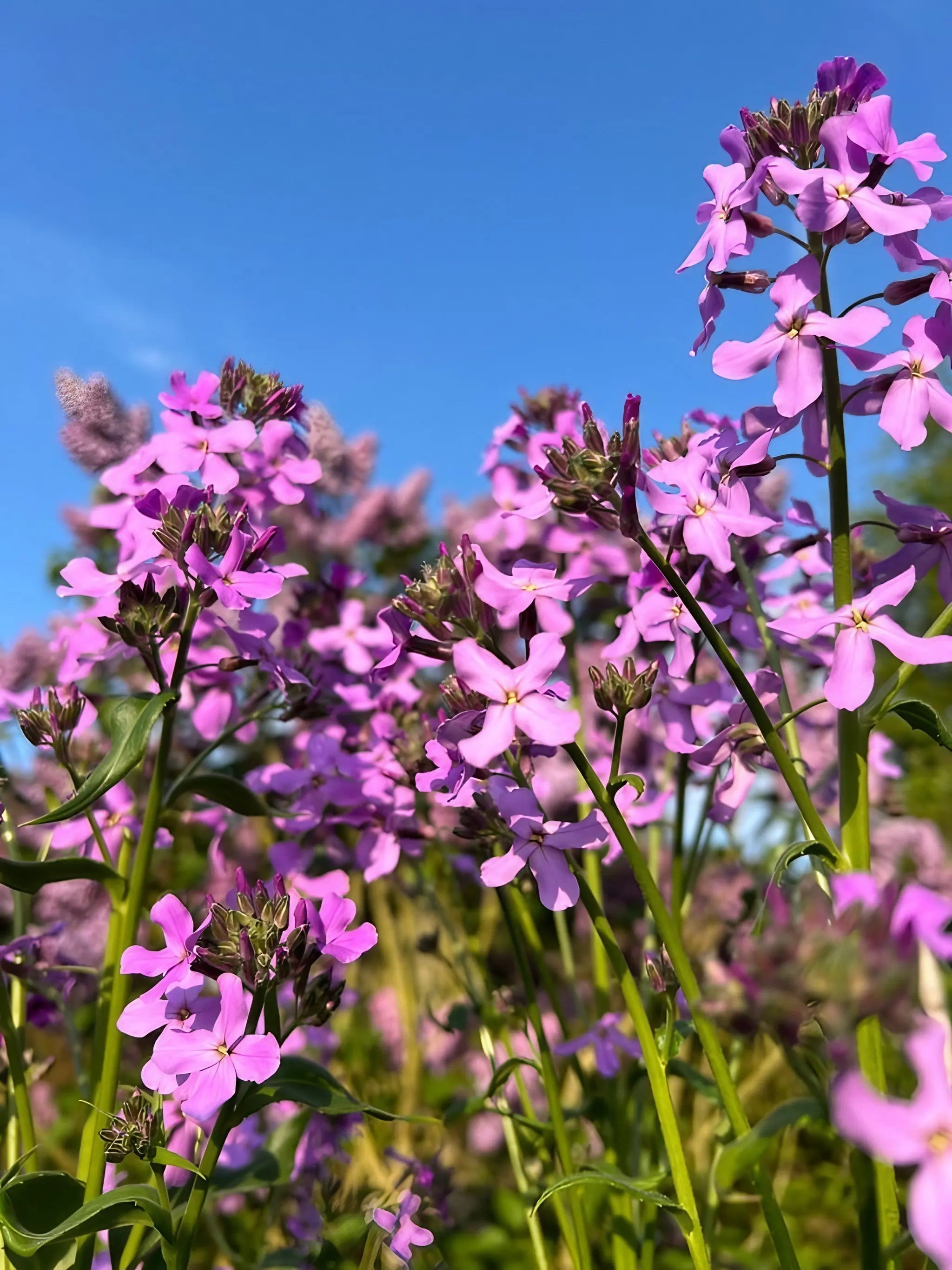 Hesperis Purple (Sweet Rocket) - REGN