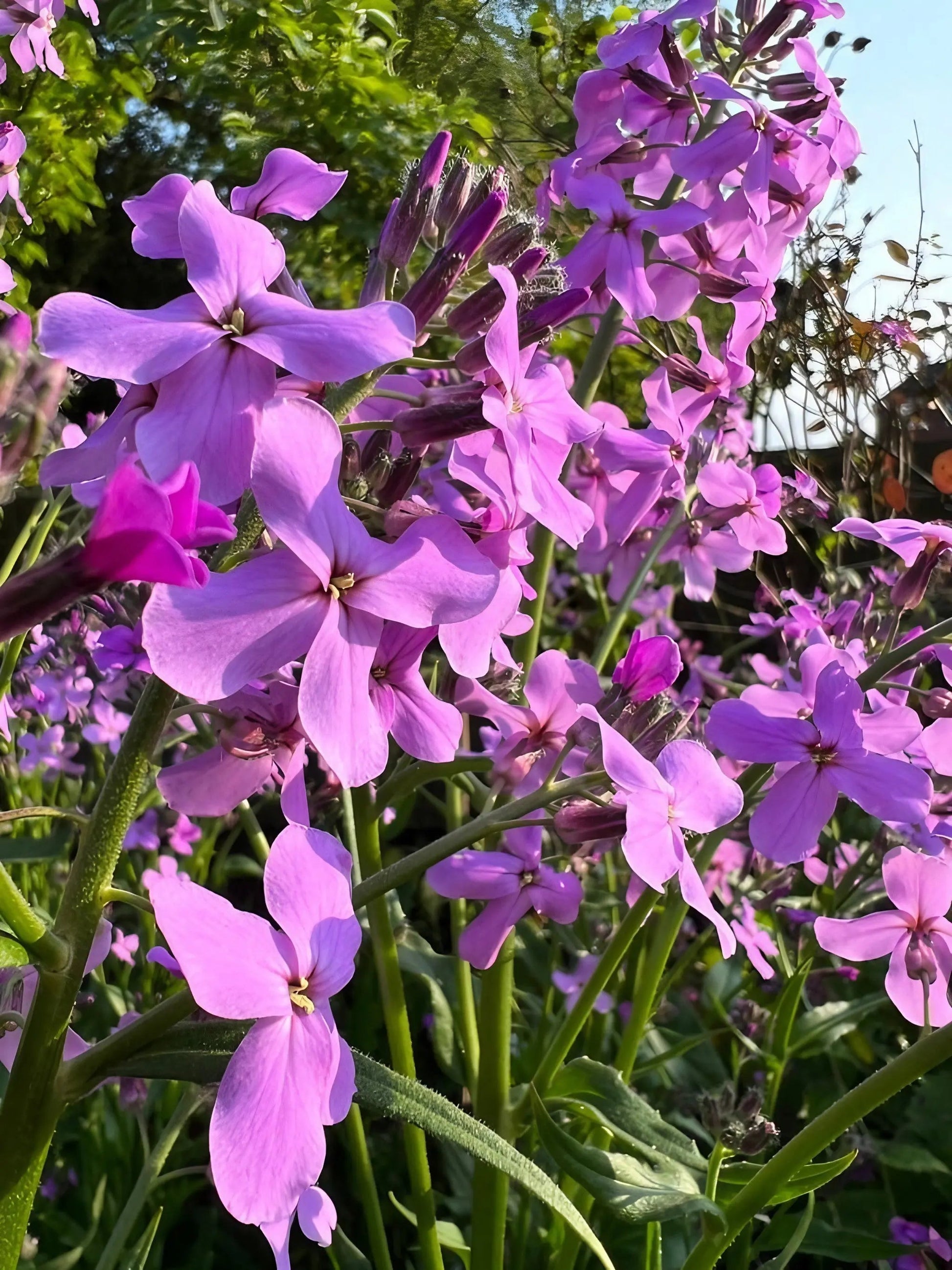 Hesperis Purple (Sweet Rocket) - REGN