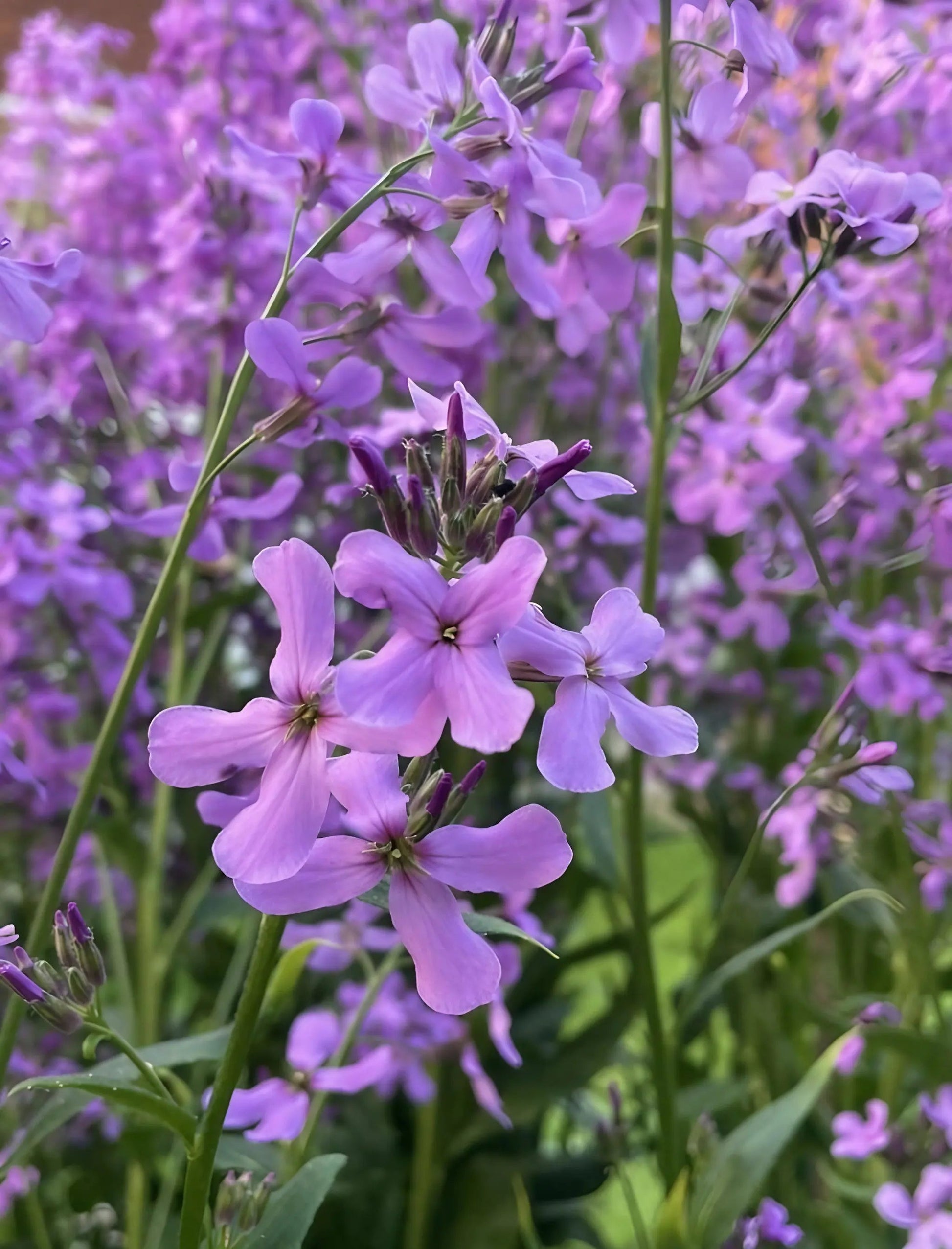 Hesperis Purple (Sweet Rocket) - REGN