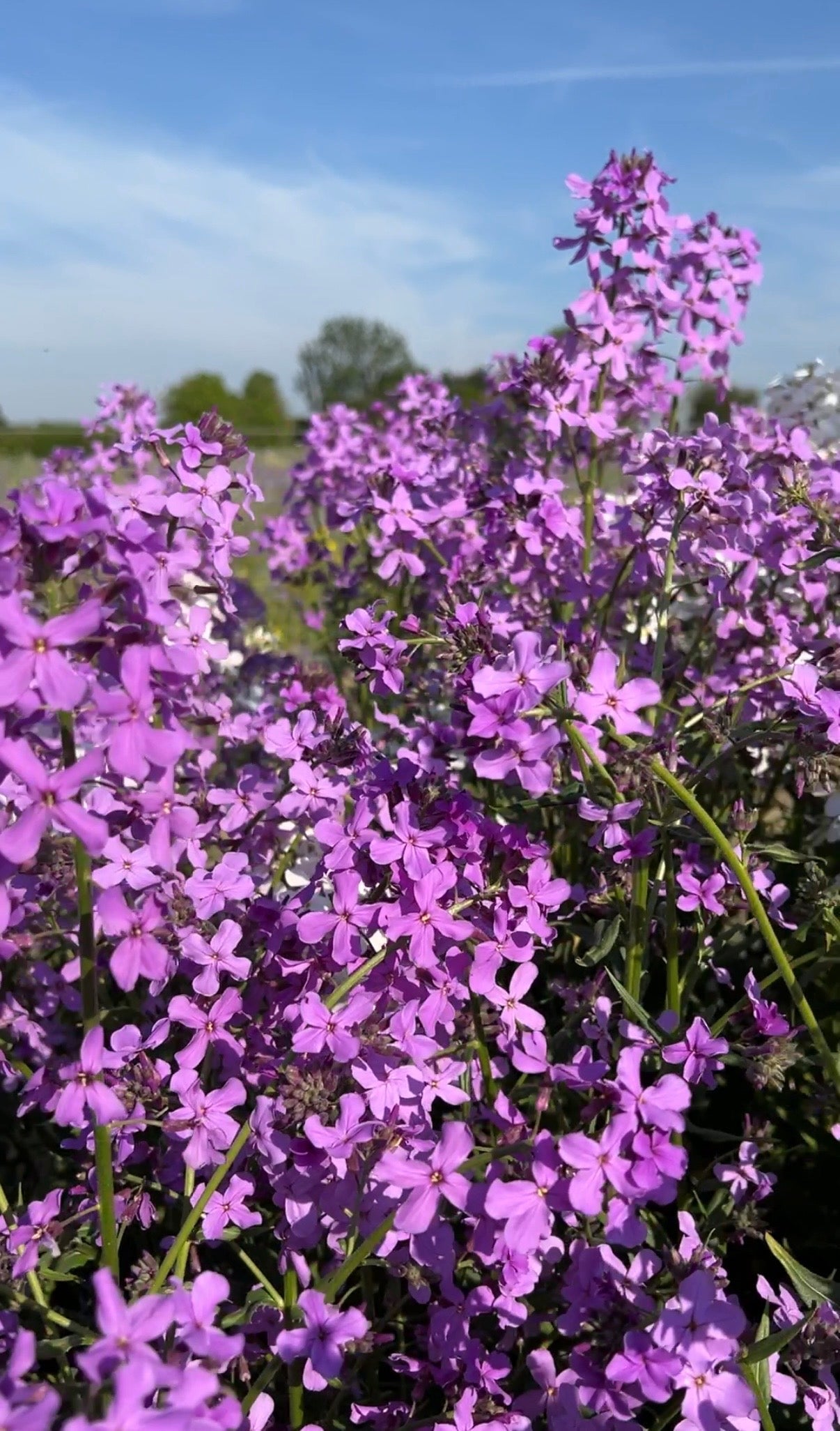 Hesperis Purple (Sweet Rocket) - REGN