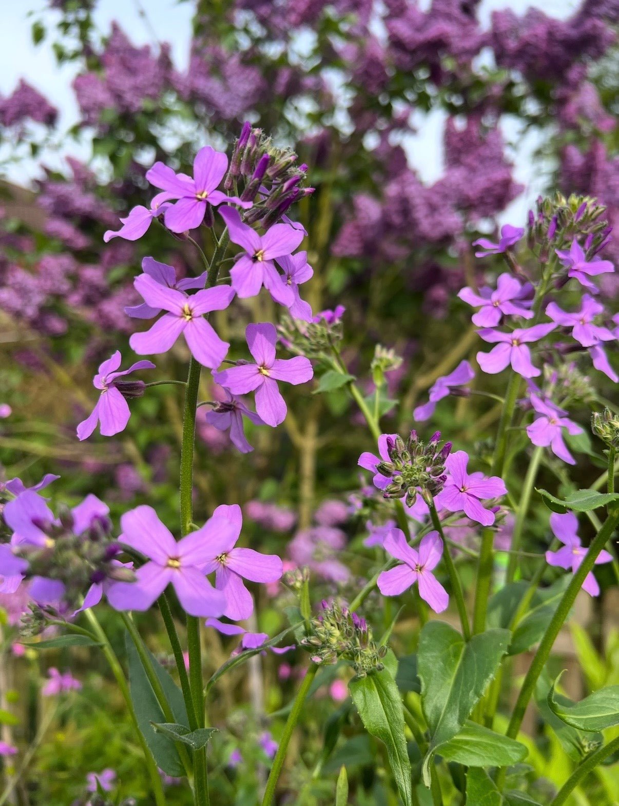 Hesperis Purple (Sweet Rocket) - REGN