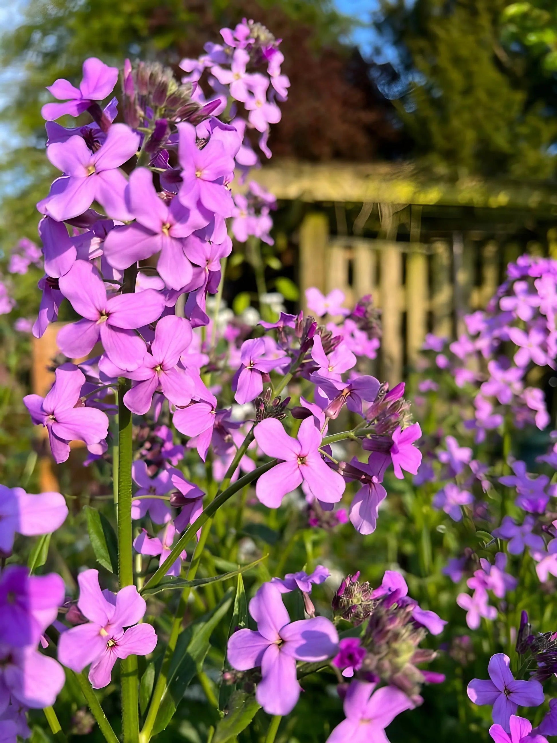 Hesperis Purple (Sweet Rocket) - REGN