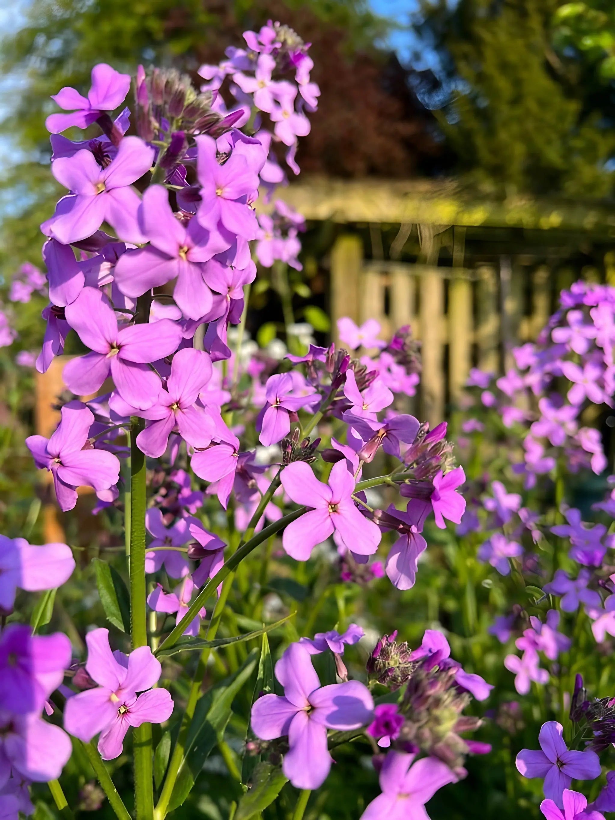 Hesperis Purple (Sweet Rocket) - REGN