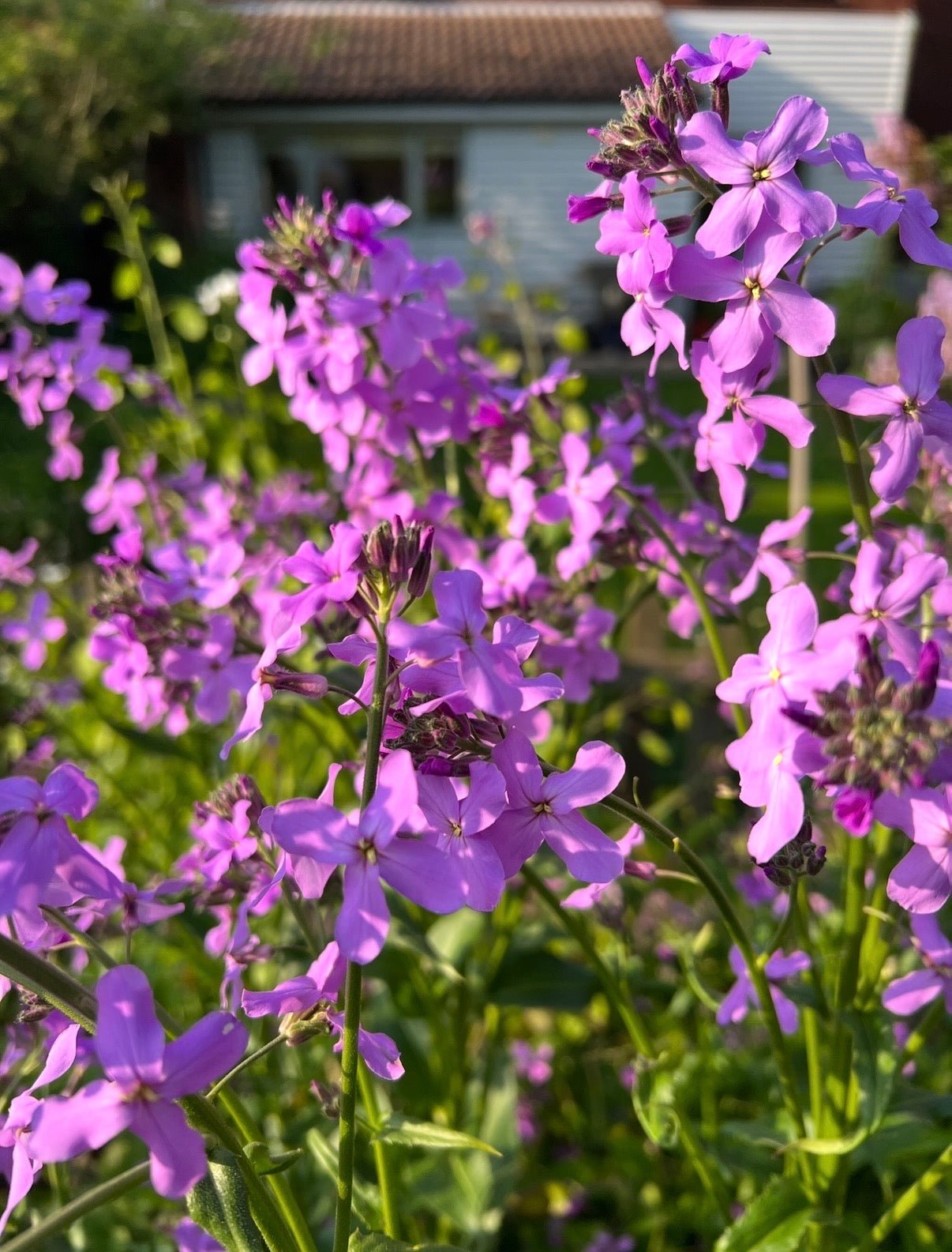 Hesperis Purple (Sweet Rocket) - REGN