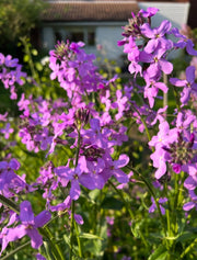 Hesperis Purple (Sweet Rocket) - REGN