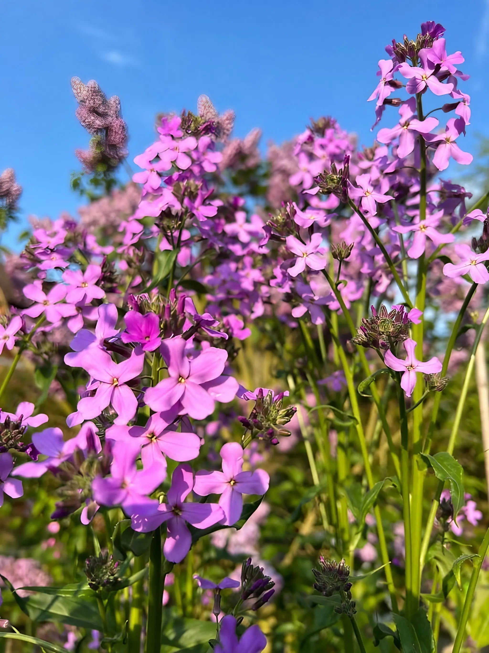Hesperis Purple (Sweet Rocket) - REGN