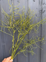 Hesperis (Sweet Rocket) Dried - REGN