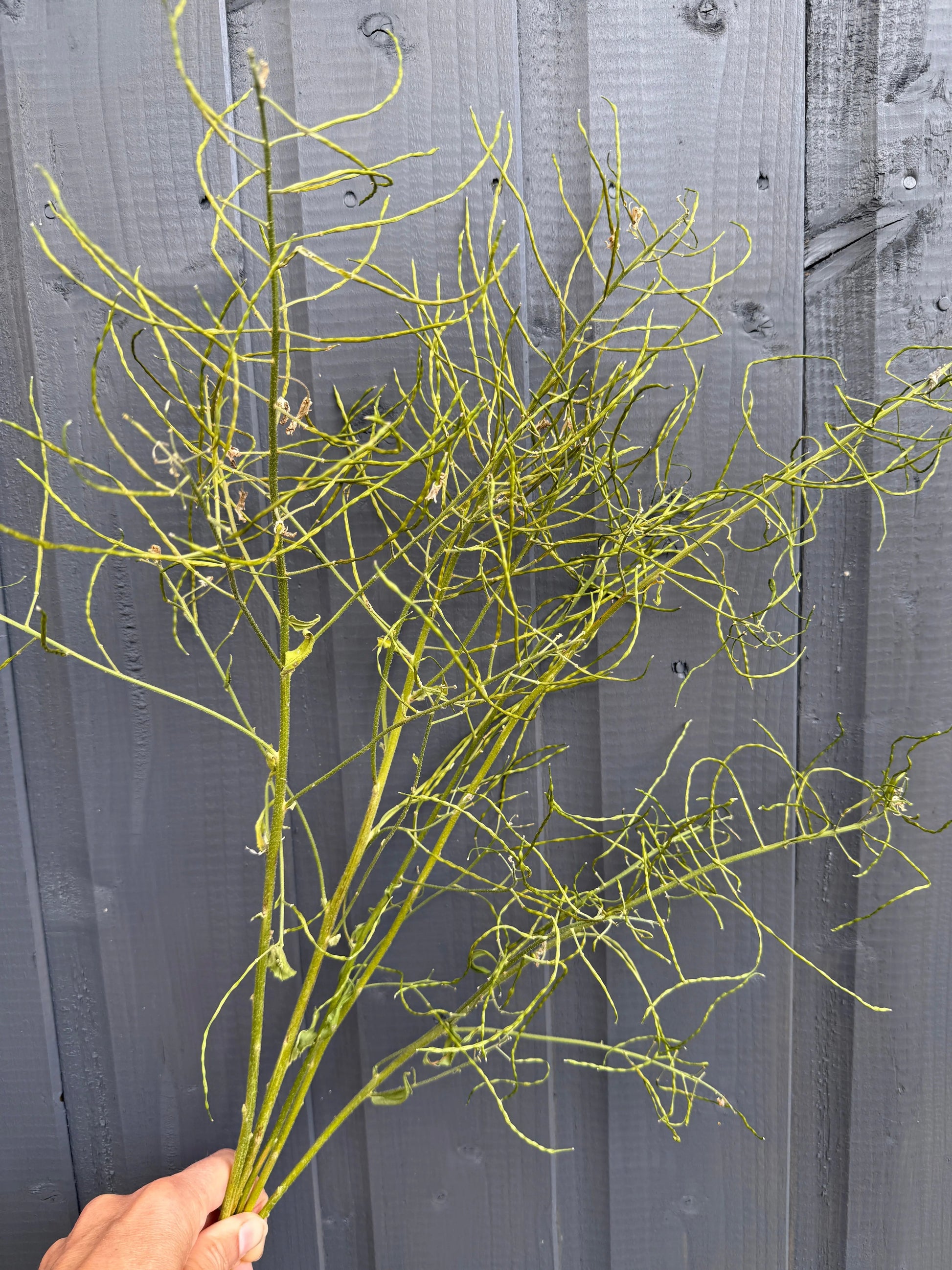 Hesperis (Sweet Rocket) Dried - REGN