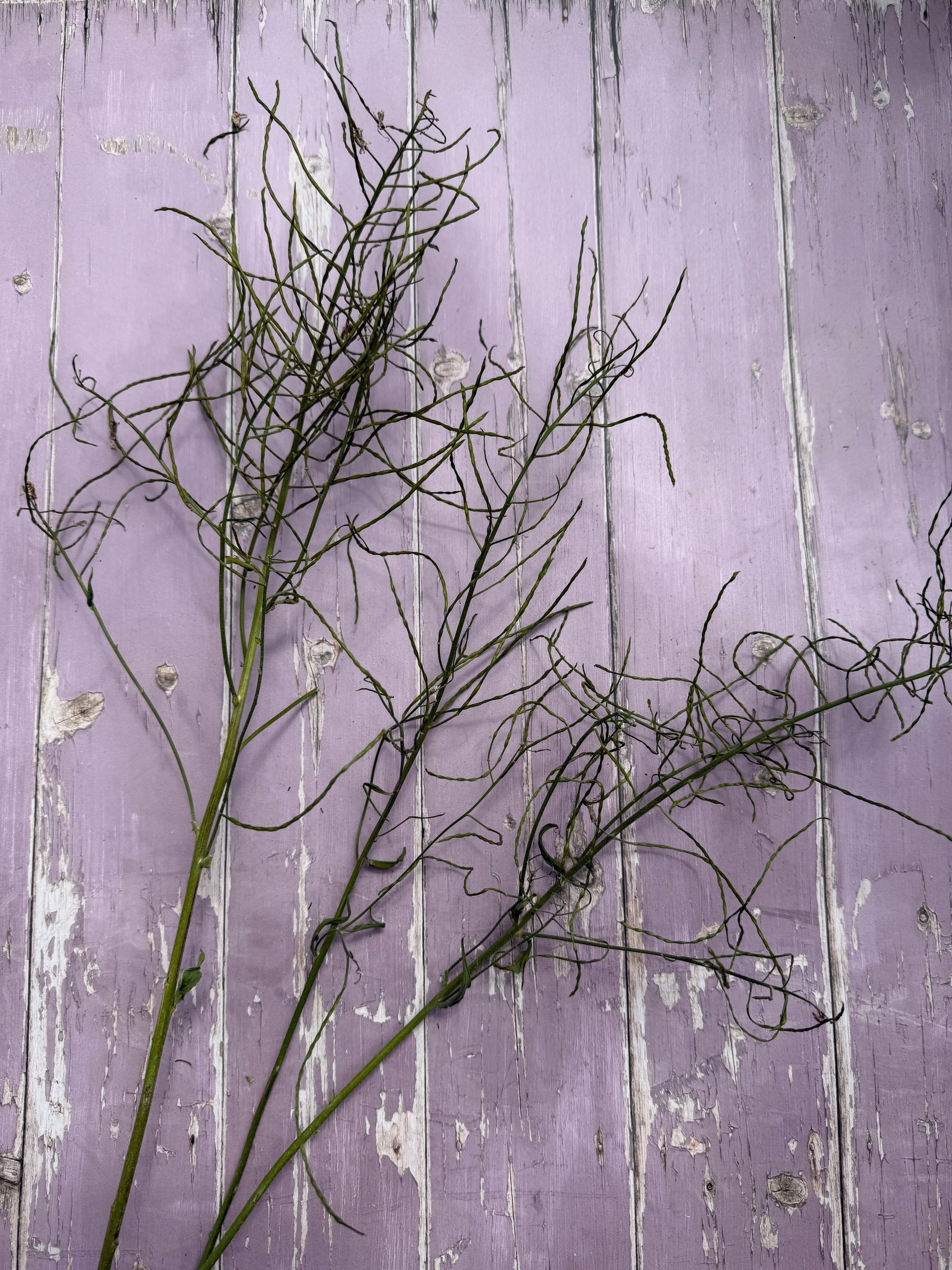 Hesperis (Sweet Rocket) Dried - REGN