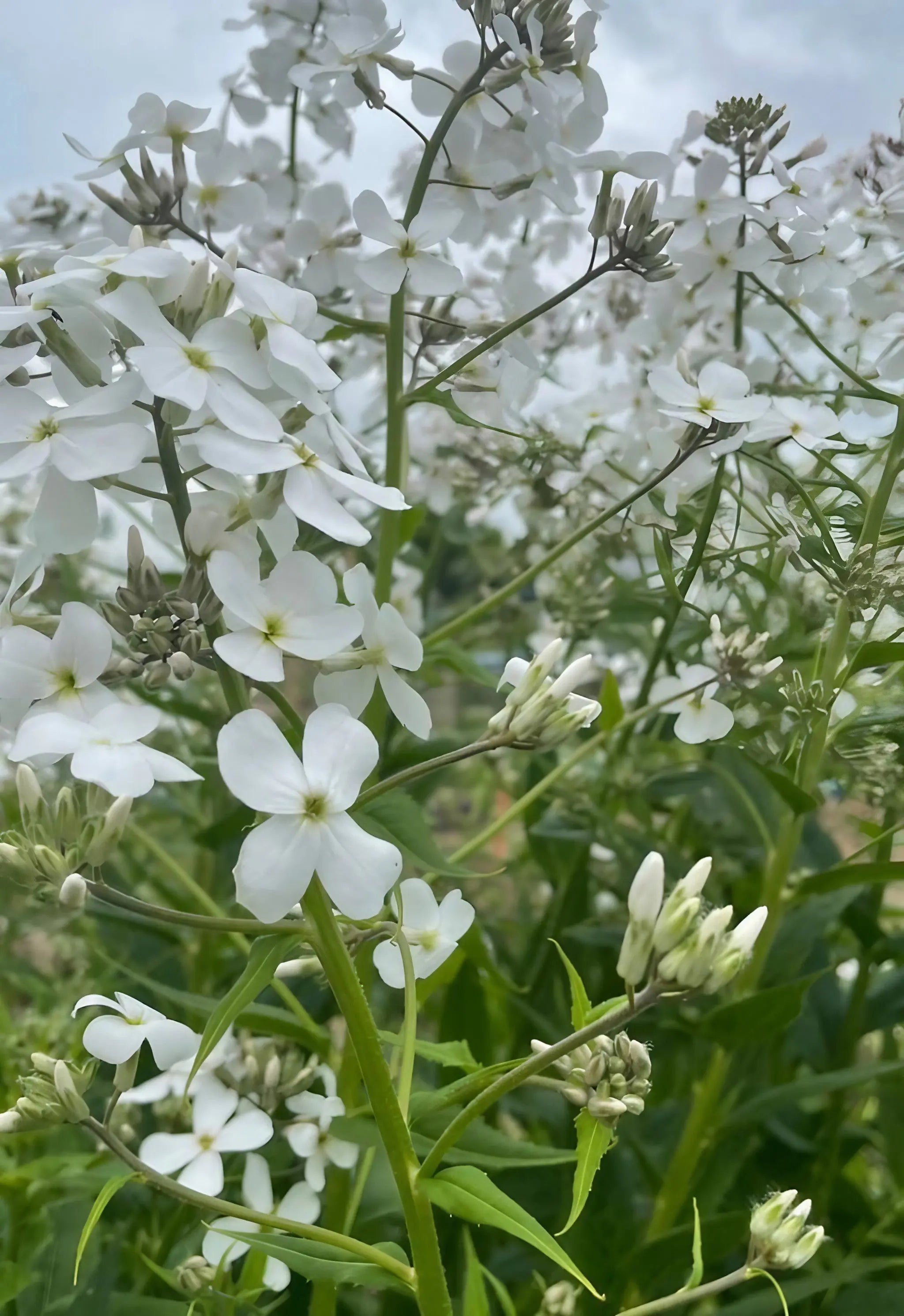 Hesperis White (Sweet Rocket) - REGN