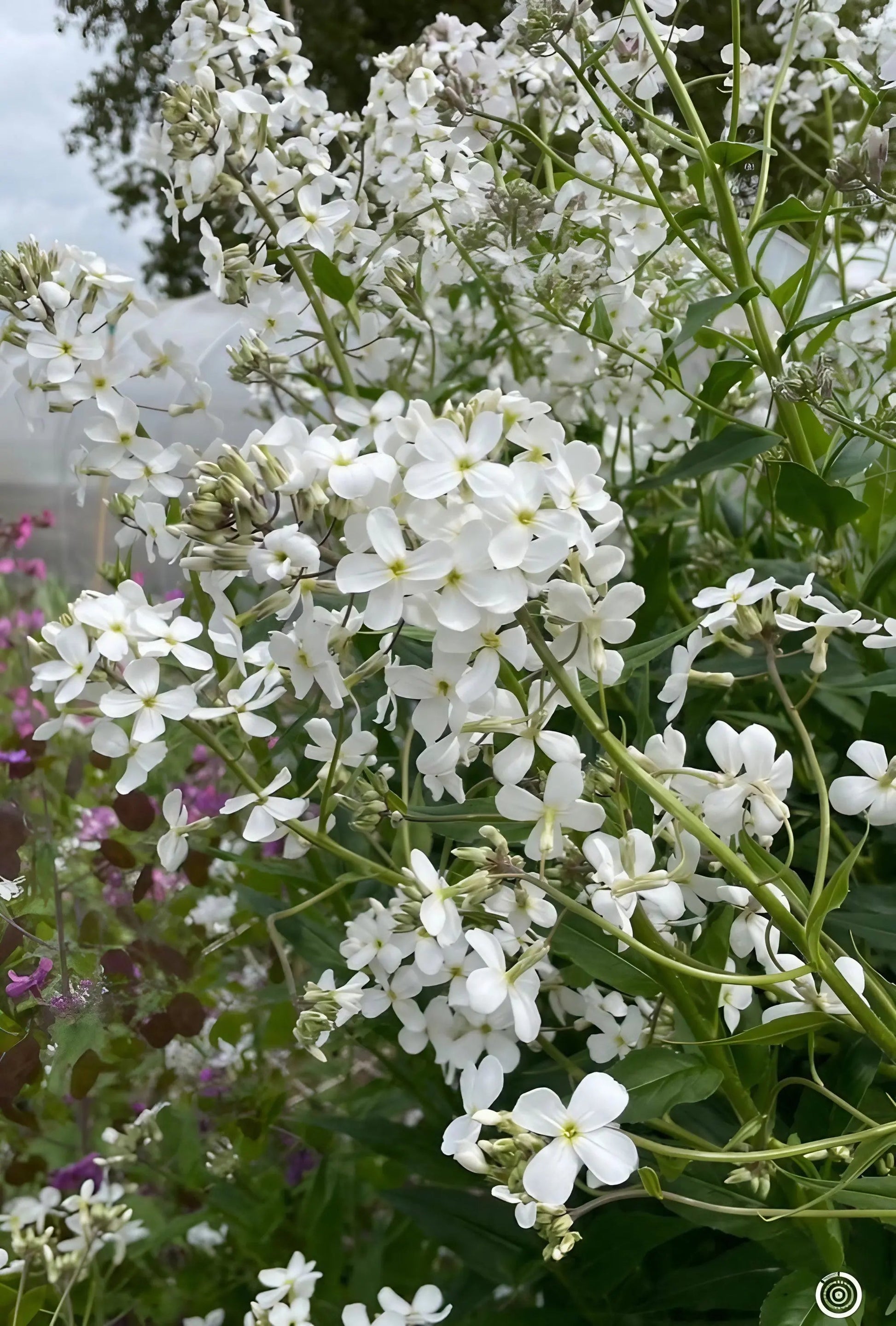 Hesperis White (Sweet Rocket) - REGN