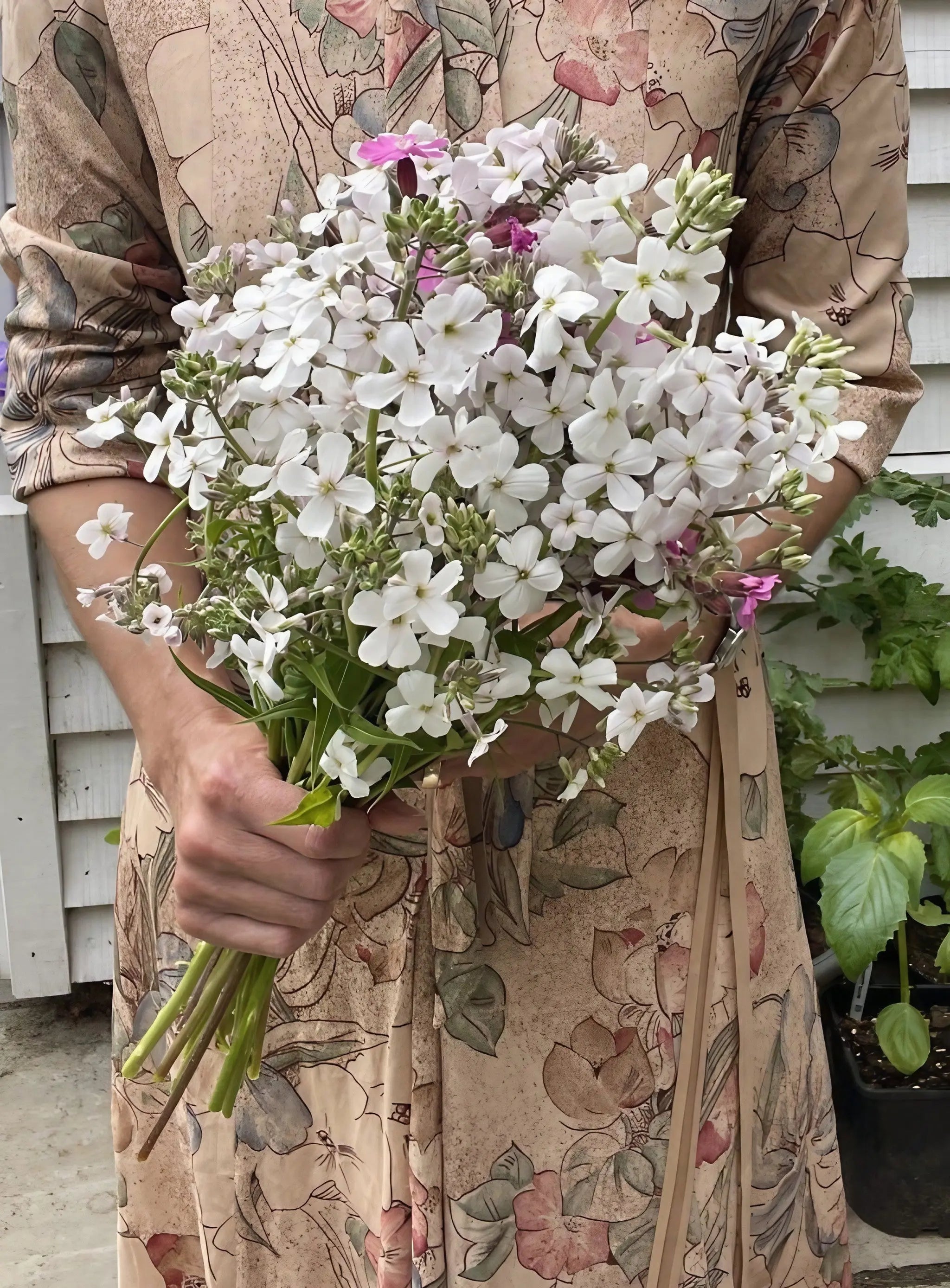 Hesperis White (Sweet Rocket) - REGN