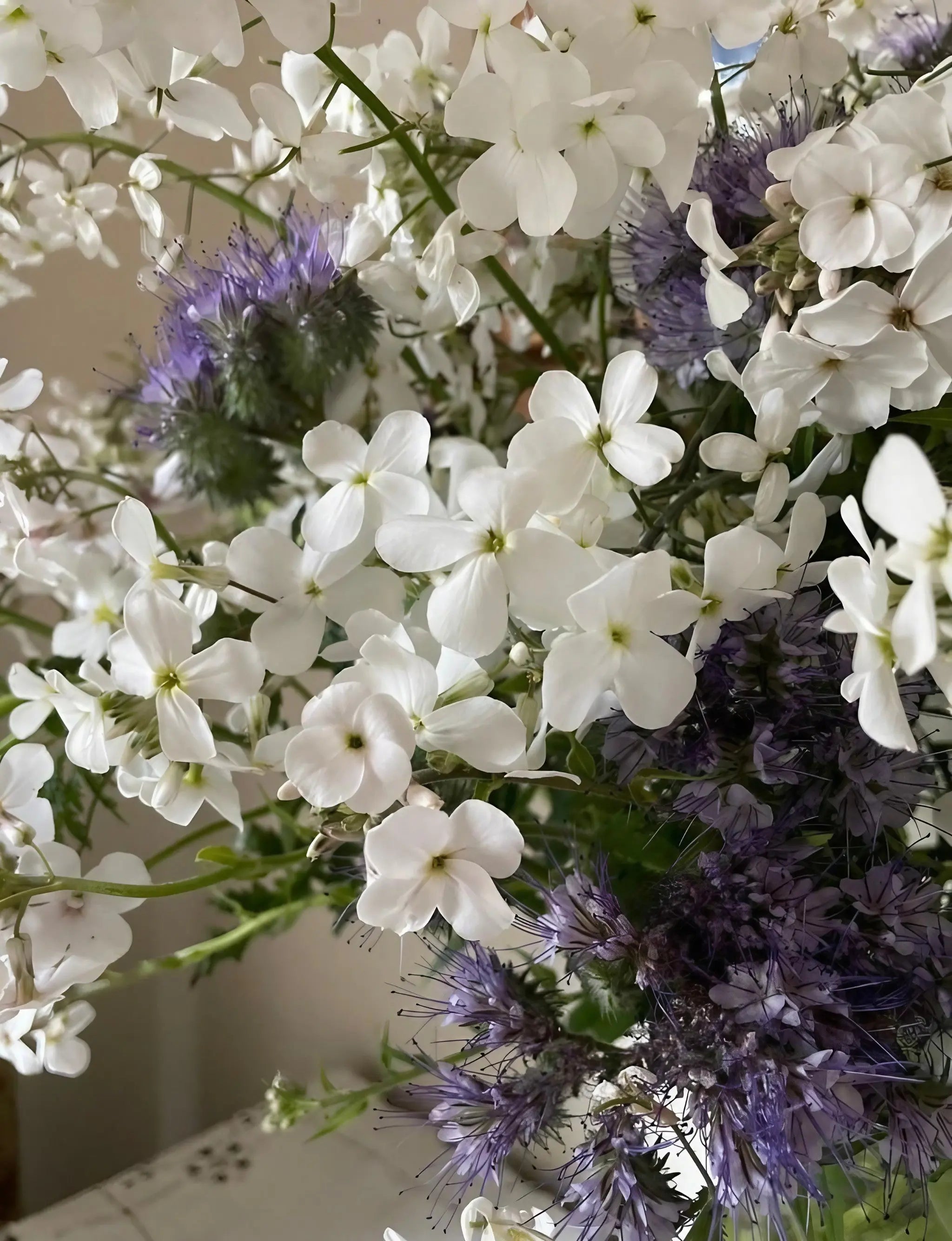 Hesperis White (Sweet Rocket) - REGN