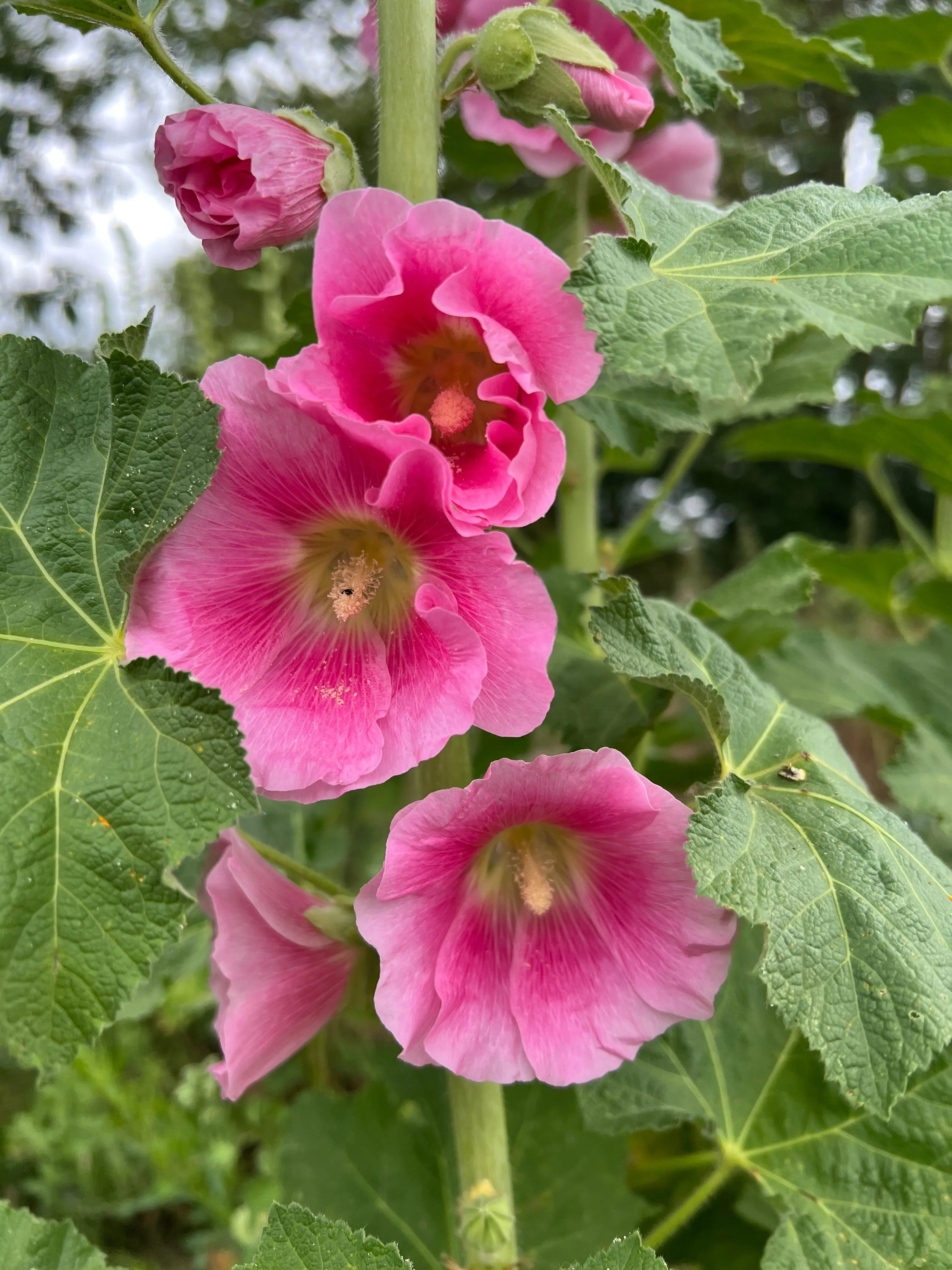 Hollyhock Bishy Barnabee Mix - REGN