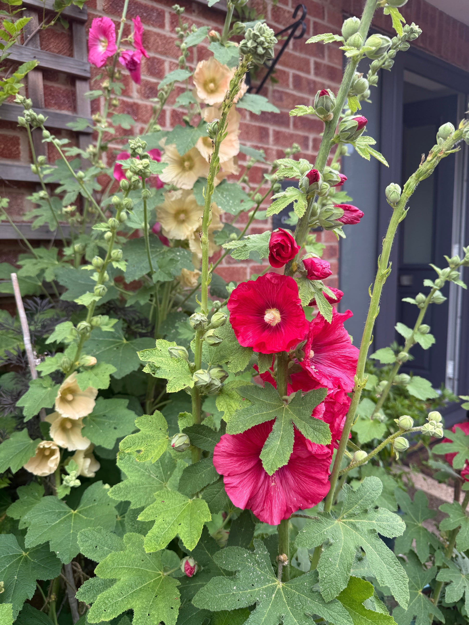 Hollyhock Bishy Barnabee Mix - REGN