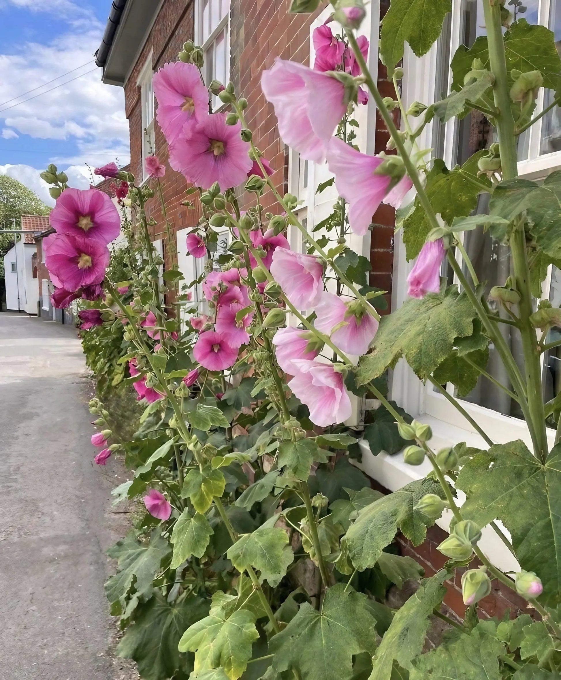 Hollyhock Bishy Barnabee Mix - REGN