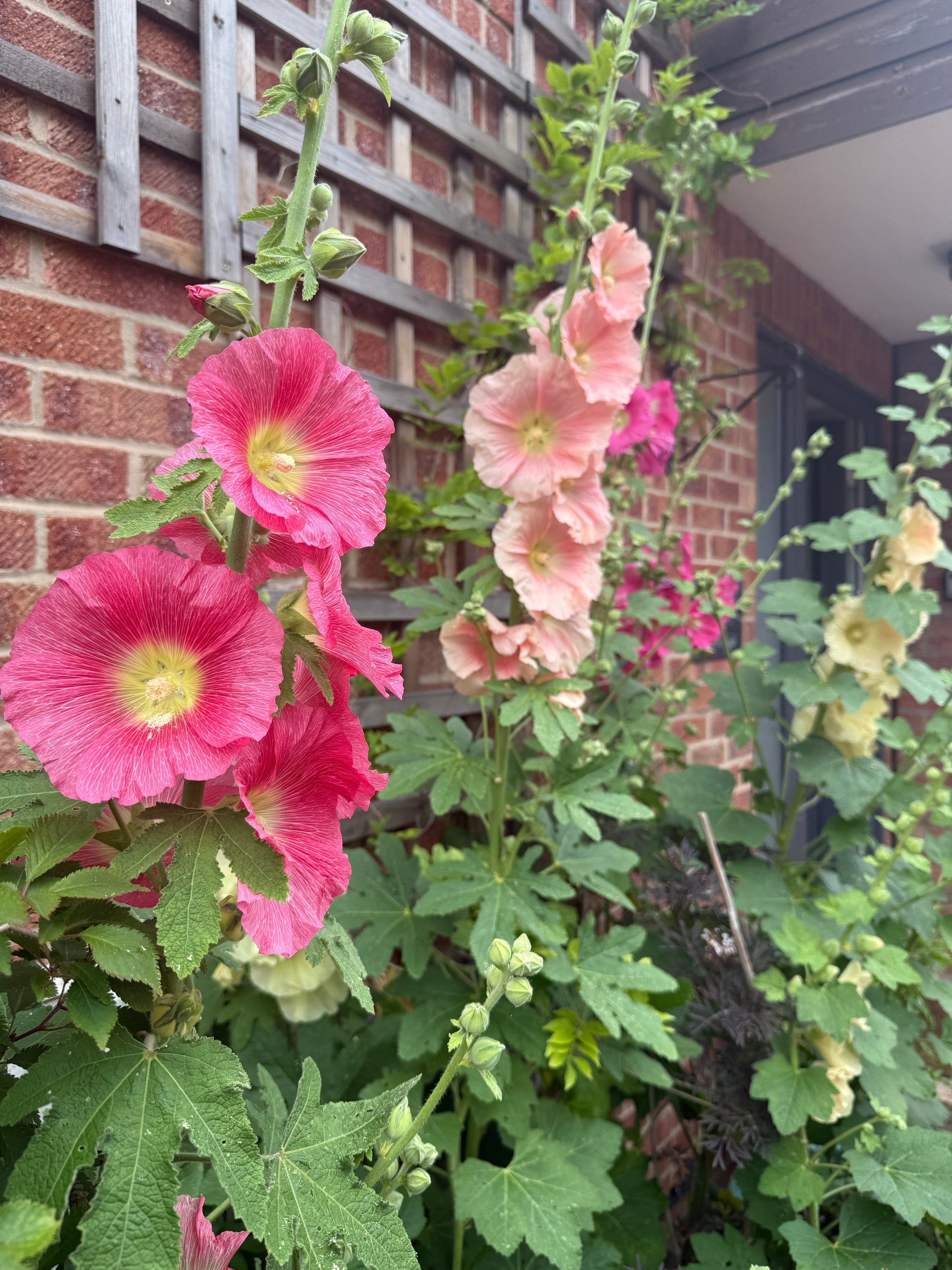 Hollyhock Bishy Barnabee Mix - REGN
