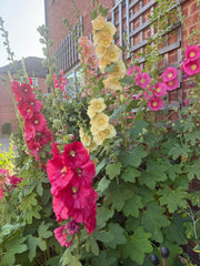 Hollyhock Bishy Barnabee Mix - REGN