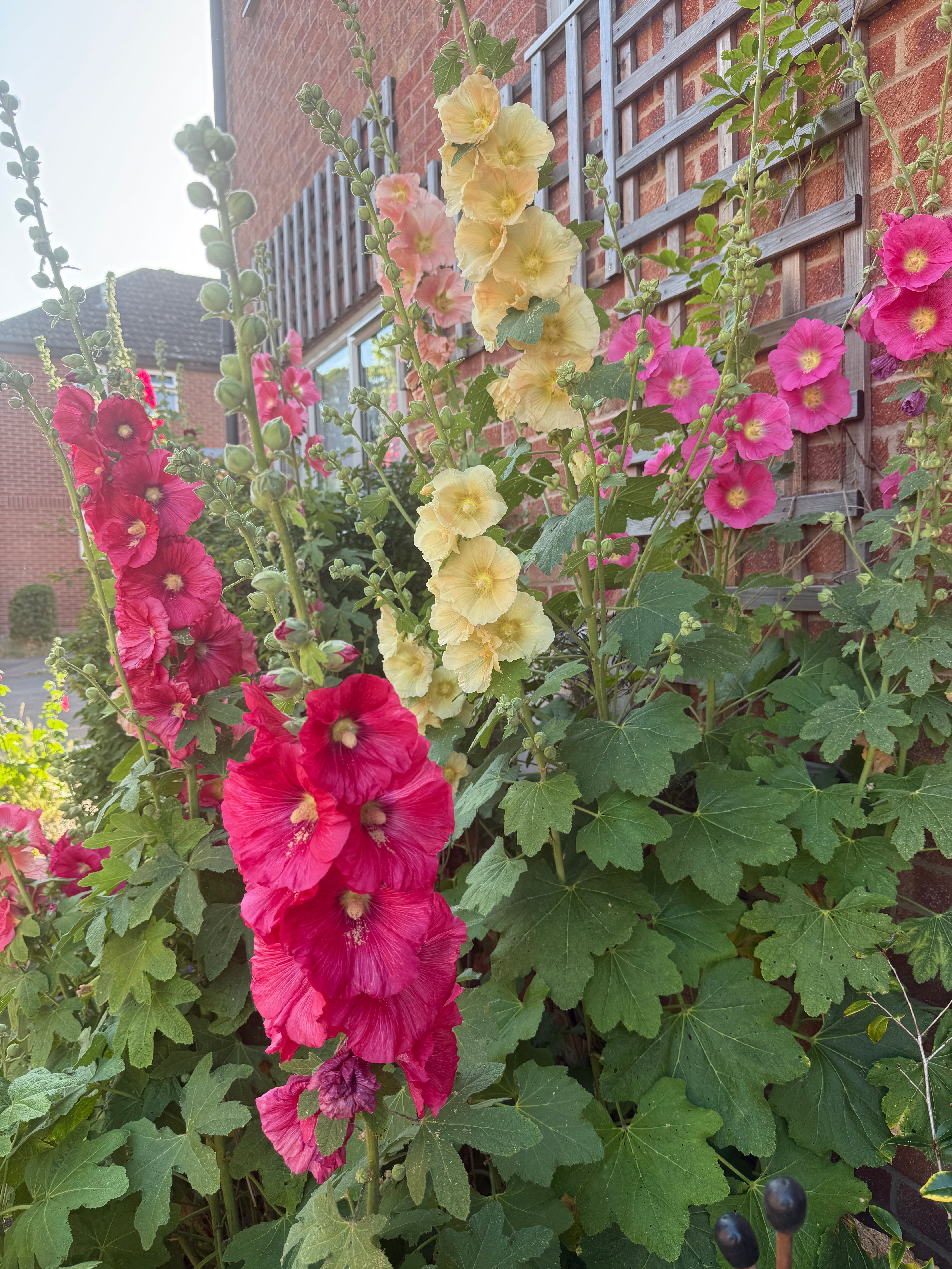 Hollyhock Bishy Barnabee Mix - REGN