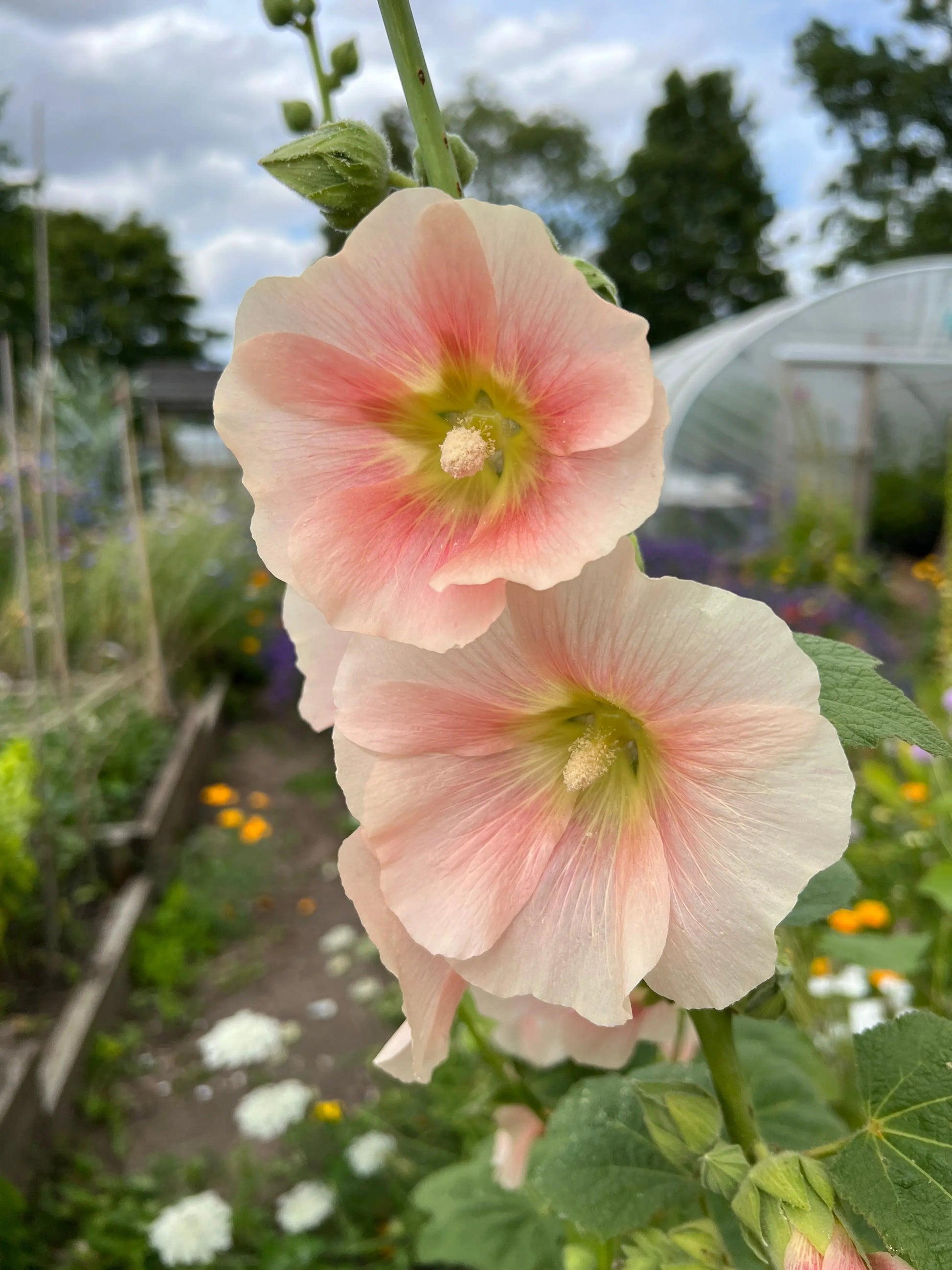 Hollyhock Bishy Barnabee Mix - REGN