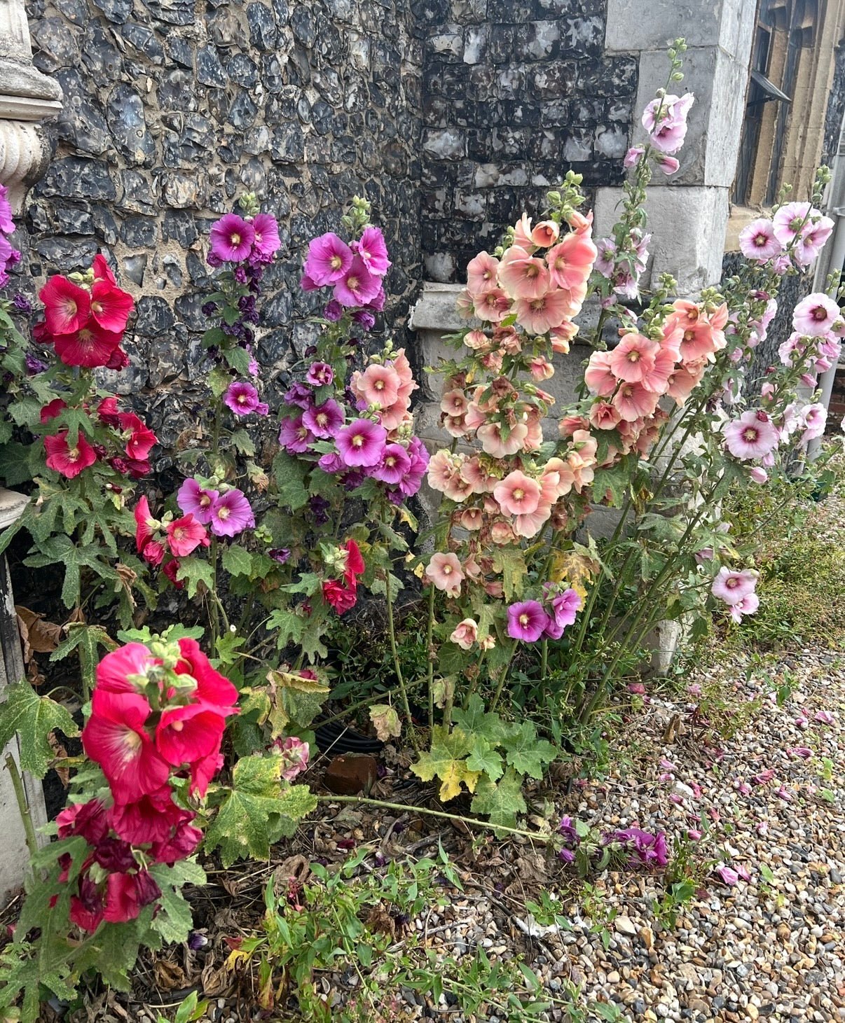 Hollyhock Bishy Barnabee Mix - REGN