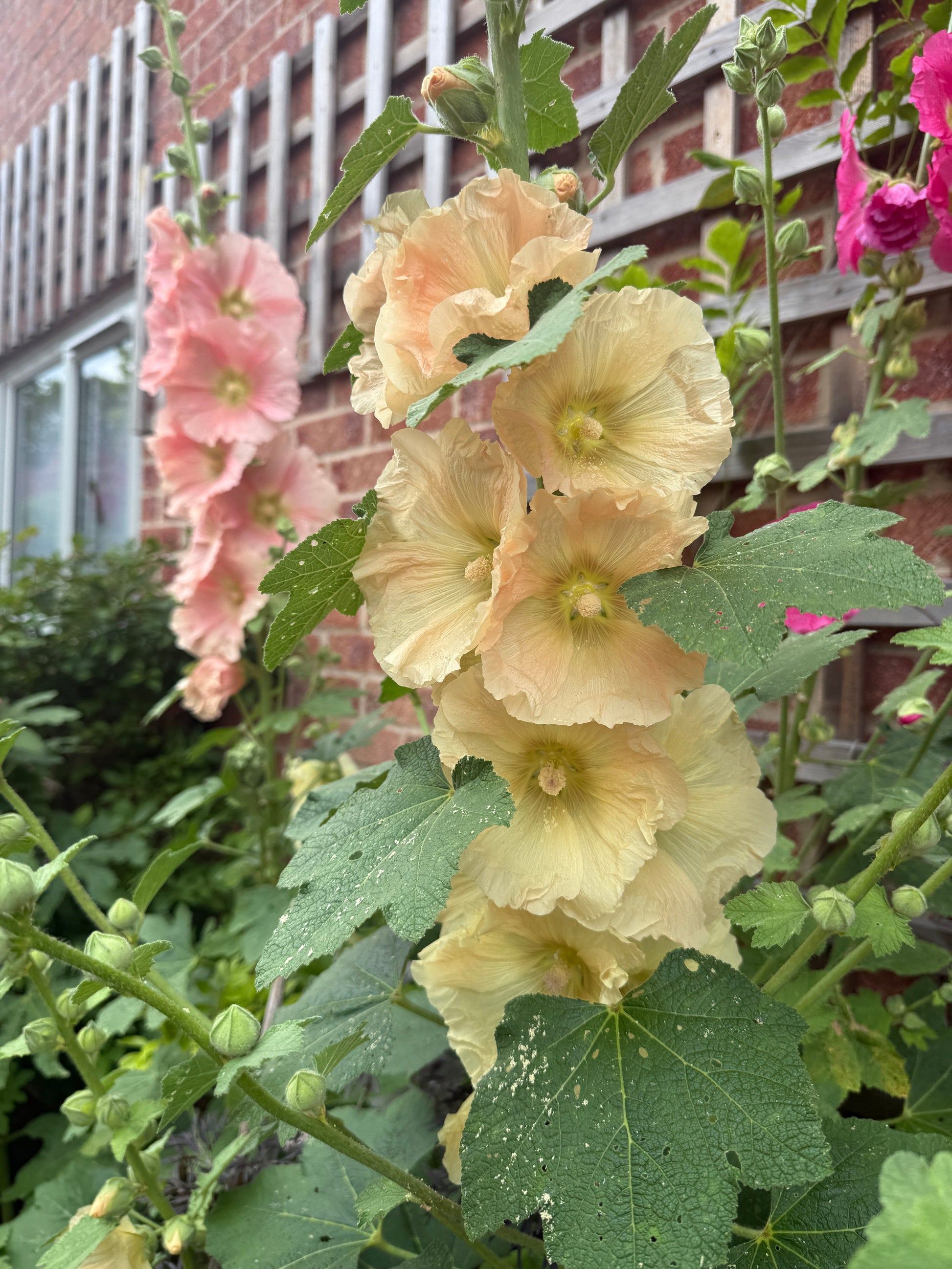 Hollyhock Bishy Barnabee Mix - REGN