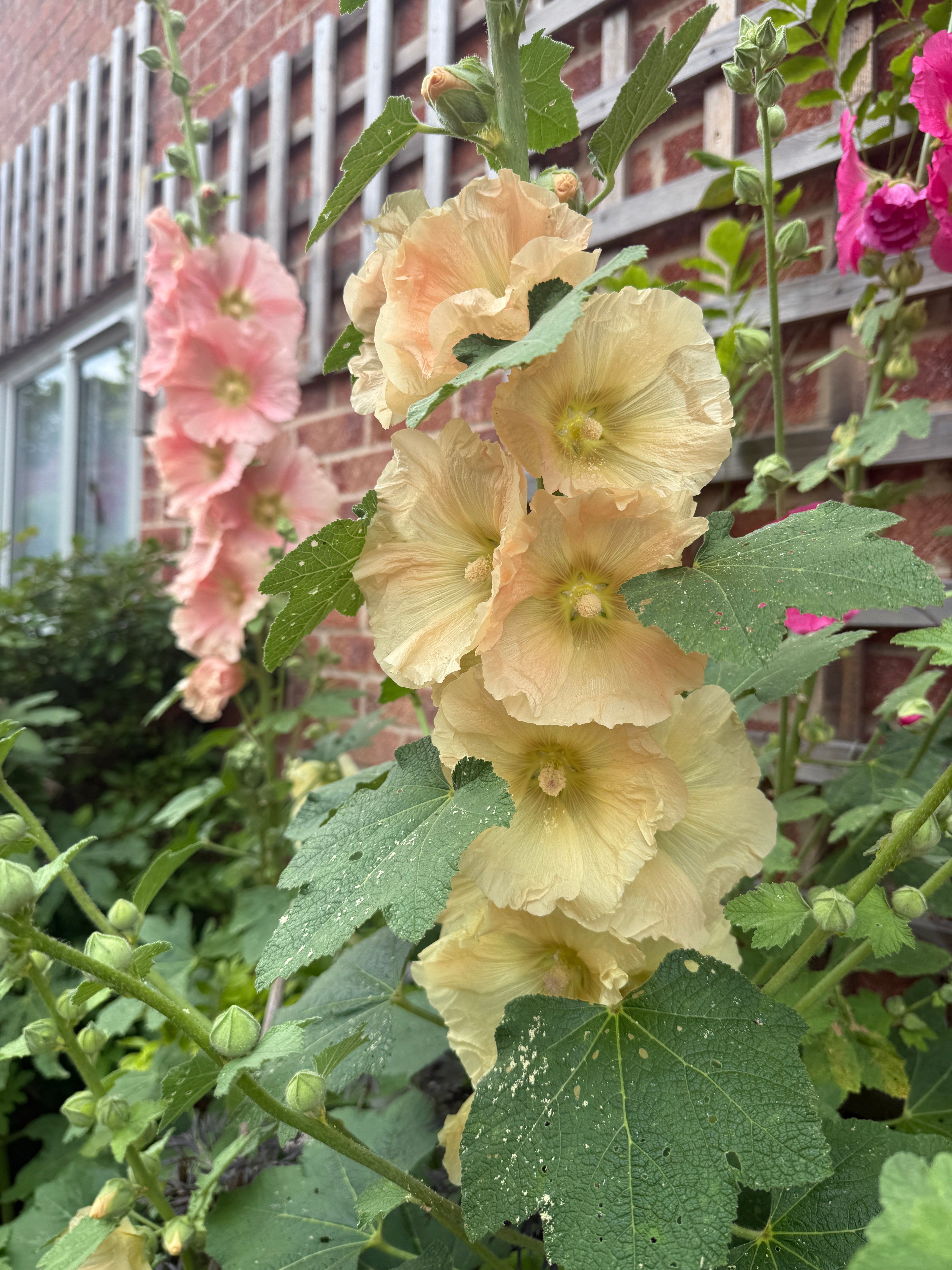 Hollyhock Bishy Barnabee Mix - REGN