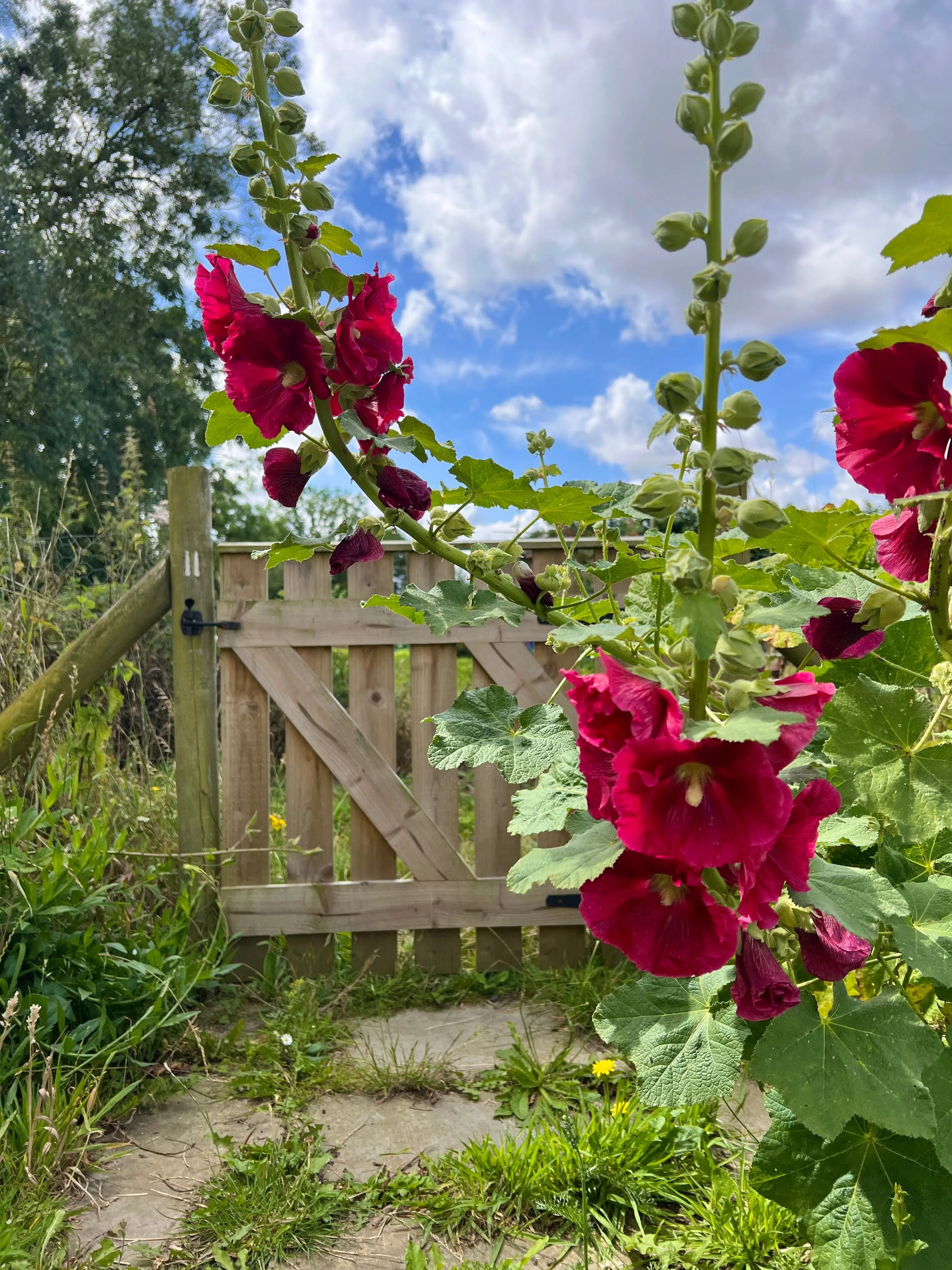 Hollyhock Bishy Barnabee Mix - REGN