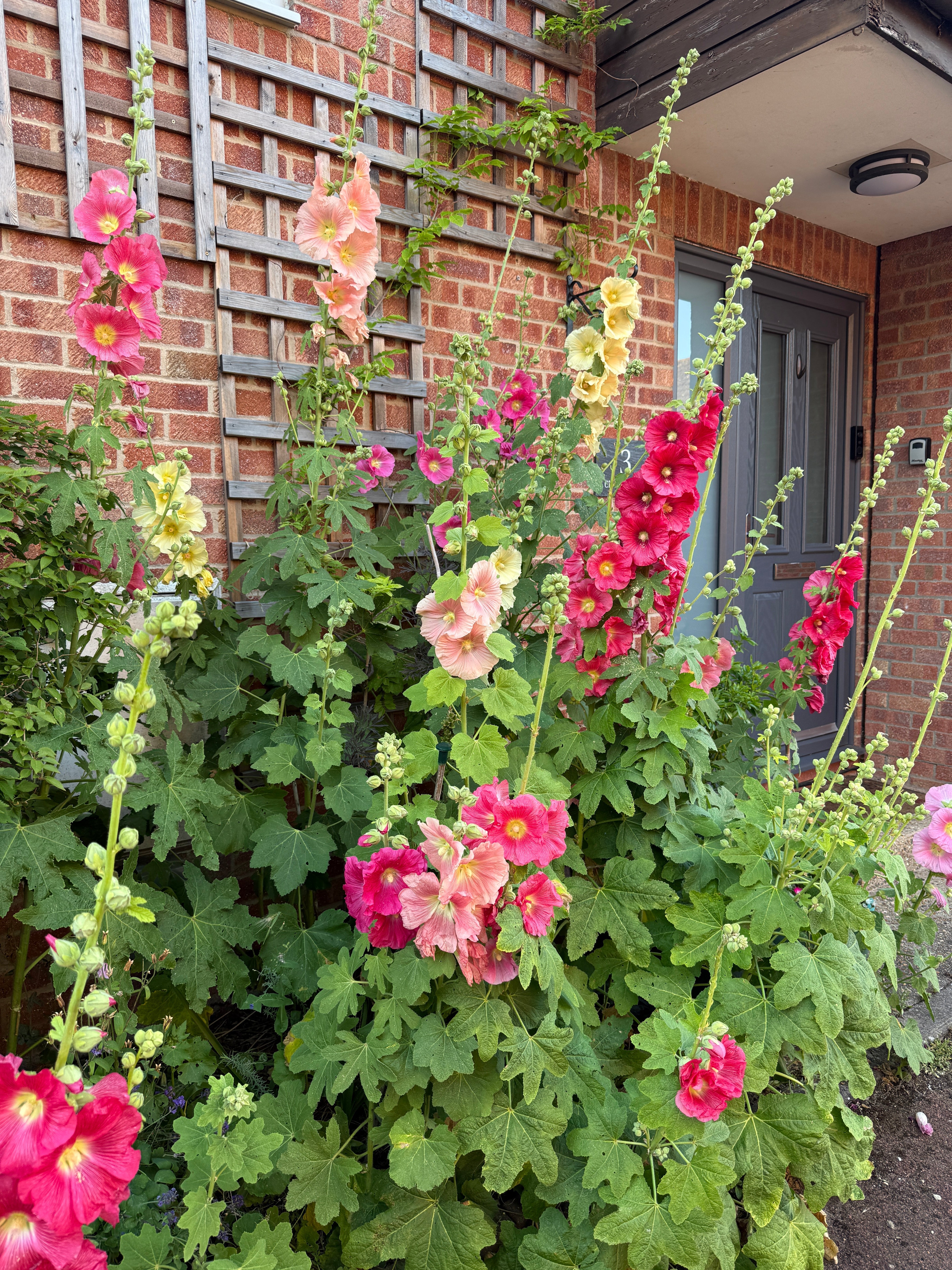 Hollyhock Bishy Barnabee Mix - REGN