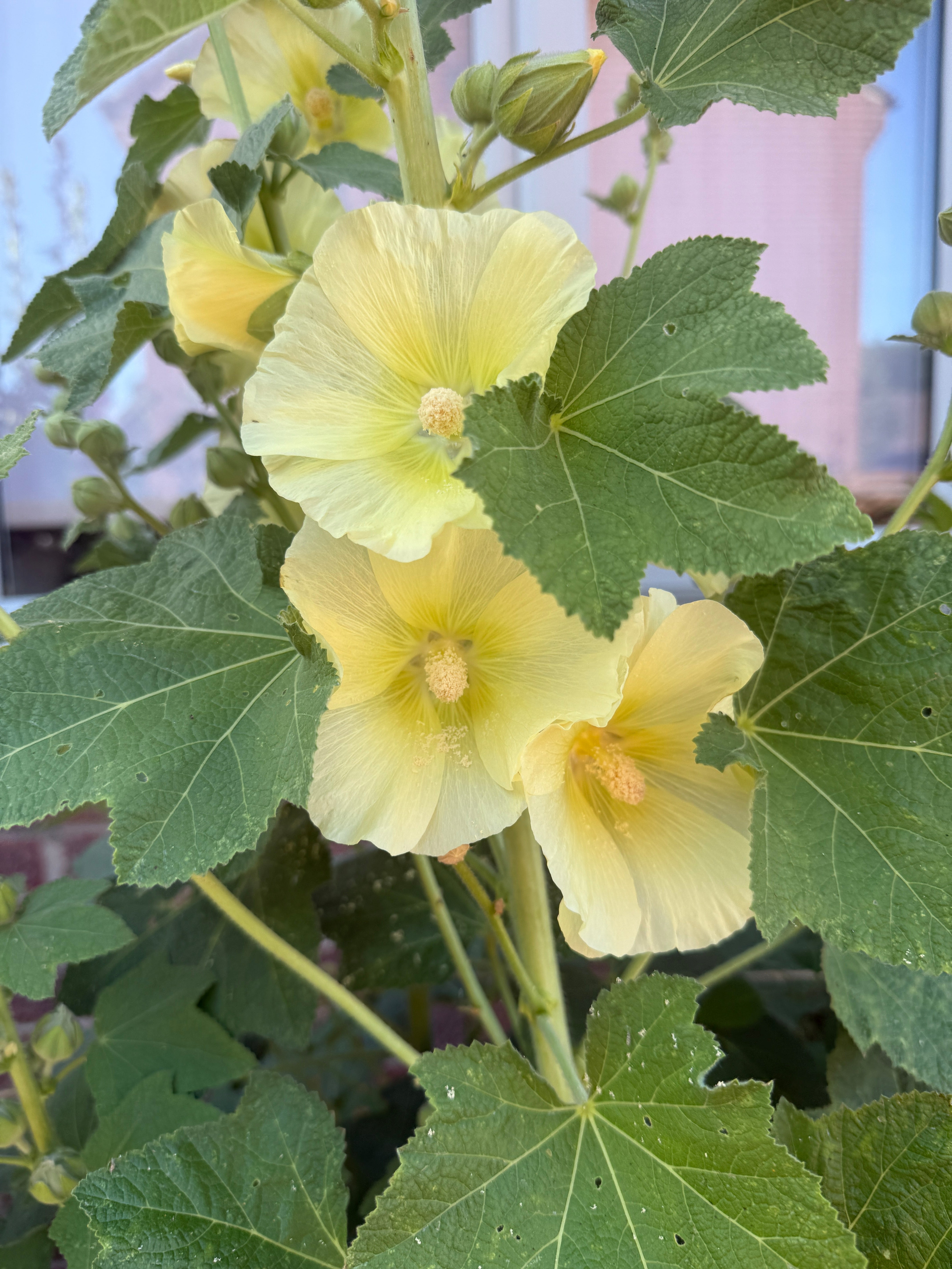 Hollyhock Bishy Barnabee Mix - REGN