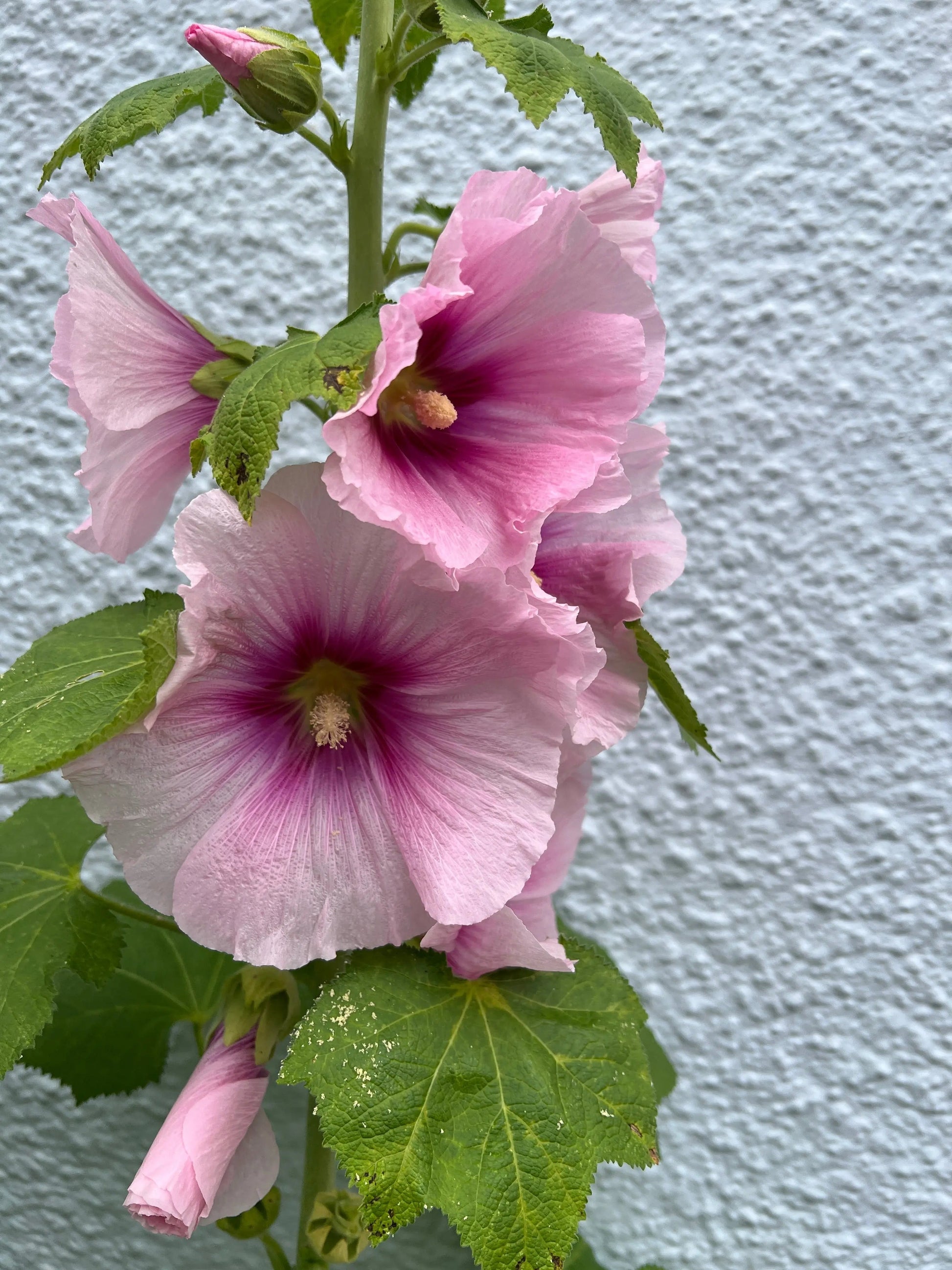 Hollyhock Bishy Barnabee Mix - REGN
