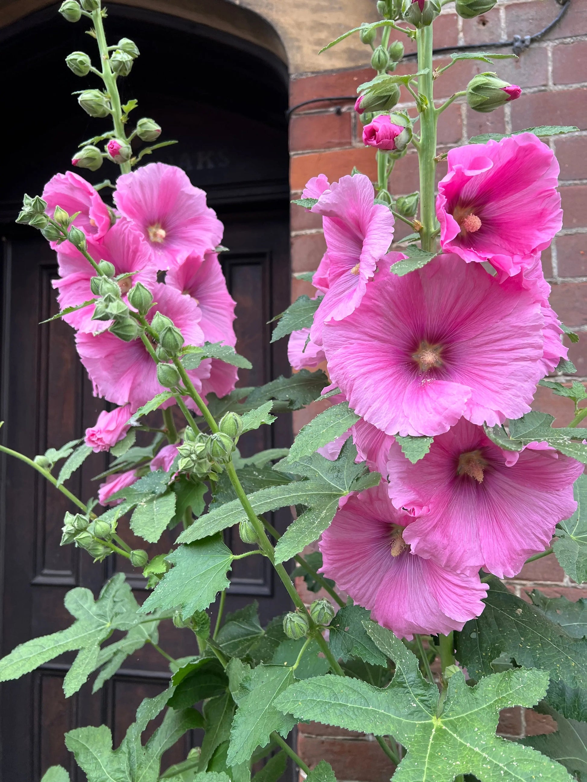 Hollyhock Bishy Barnabee Mix - REGN
