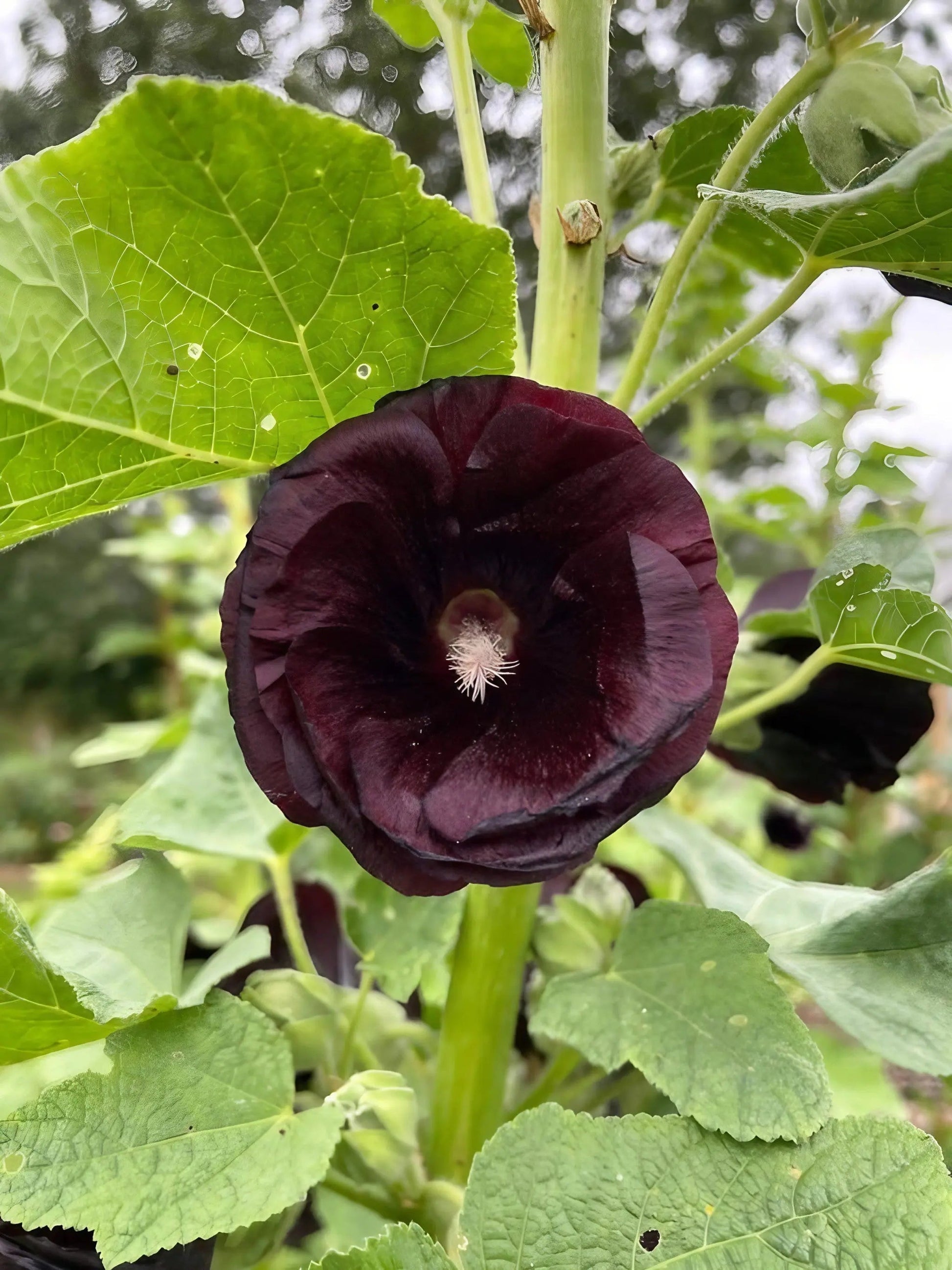 Hollyhock Bishy Barnabee Mix - REGN