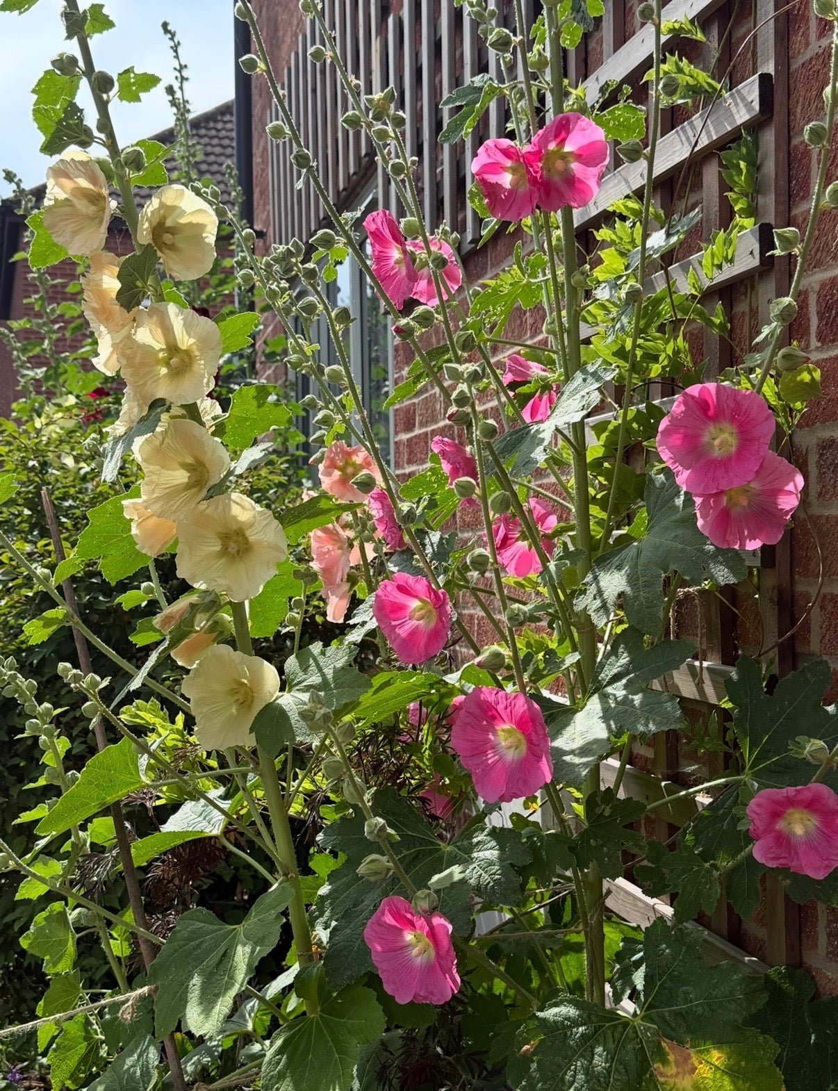 Hollyhock Bishy Barnabee Mix - REGN