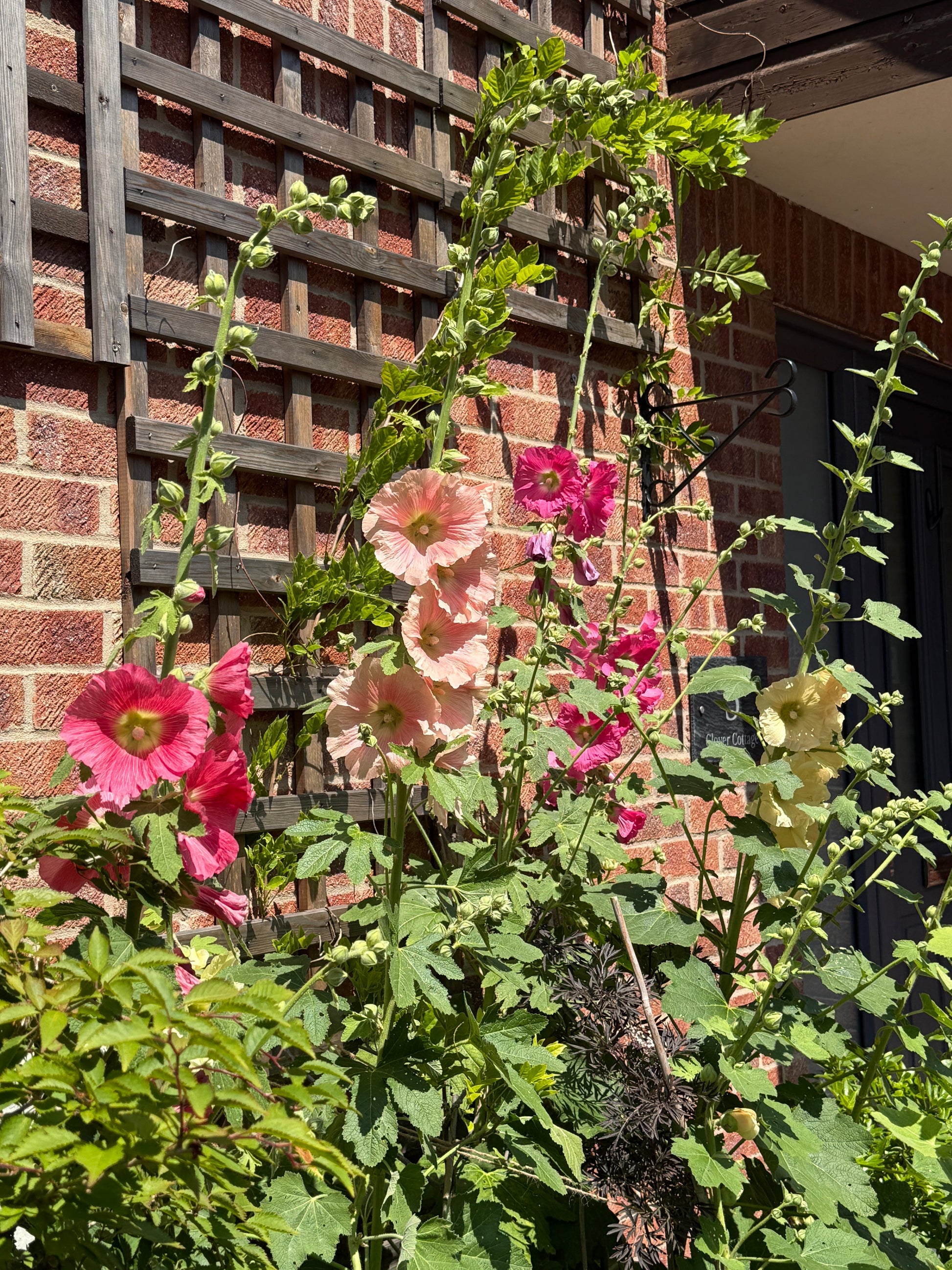 Hollyhock Bishy Barnabee Mix - REGN