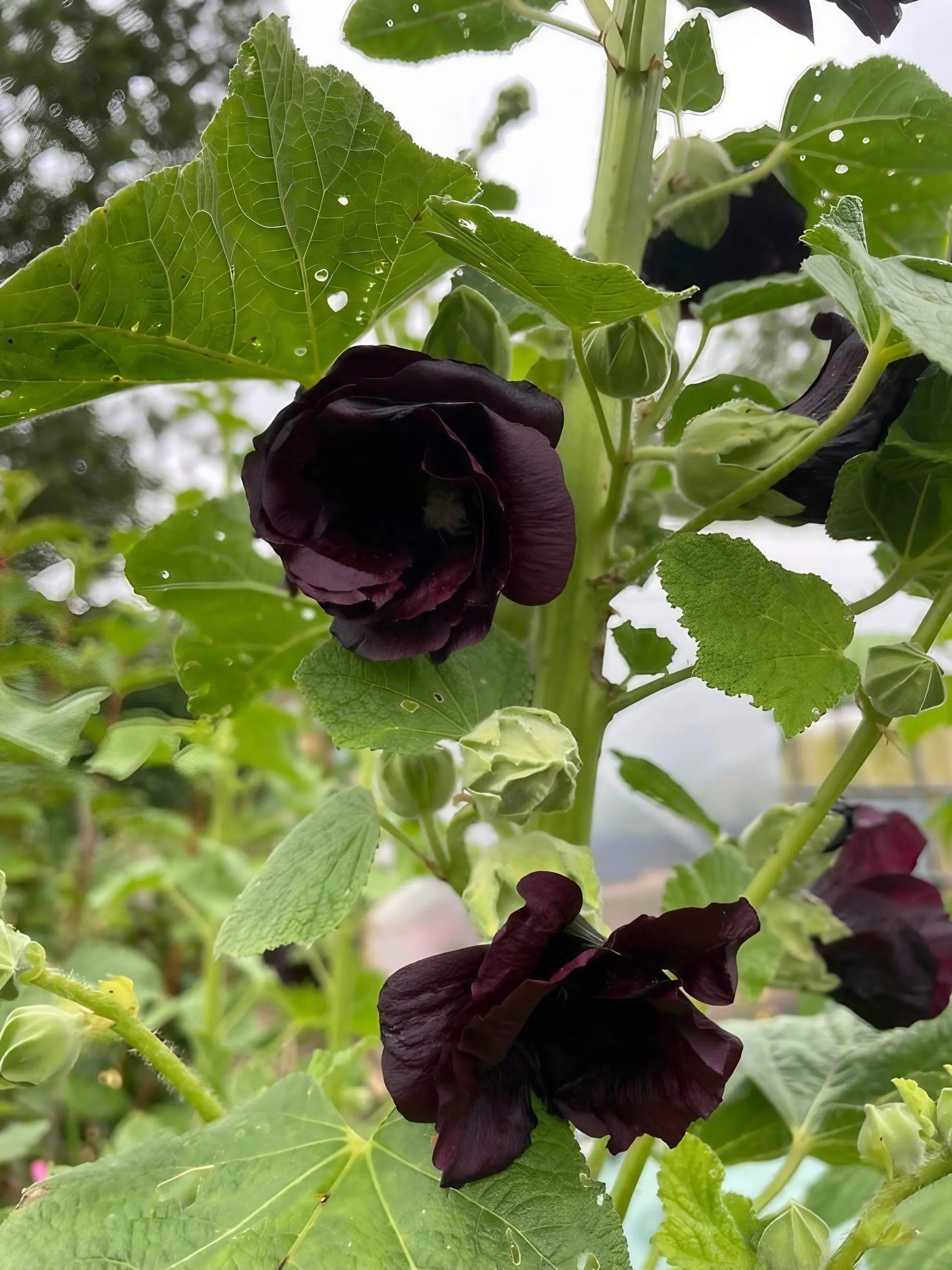 Hollyhock Nigra - REGN