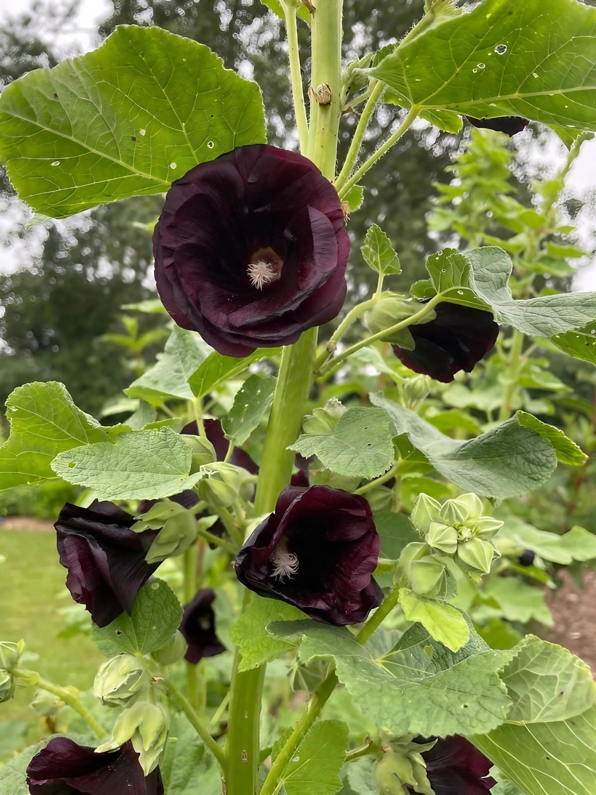 Hollyhock Nigra - REGN