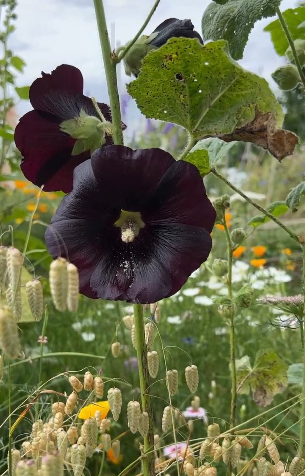 Hollyhock Nigra - REGN