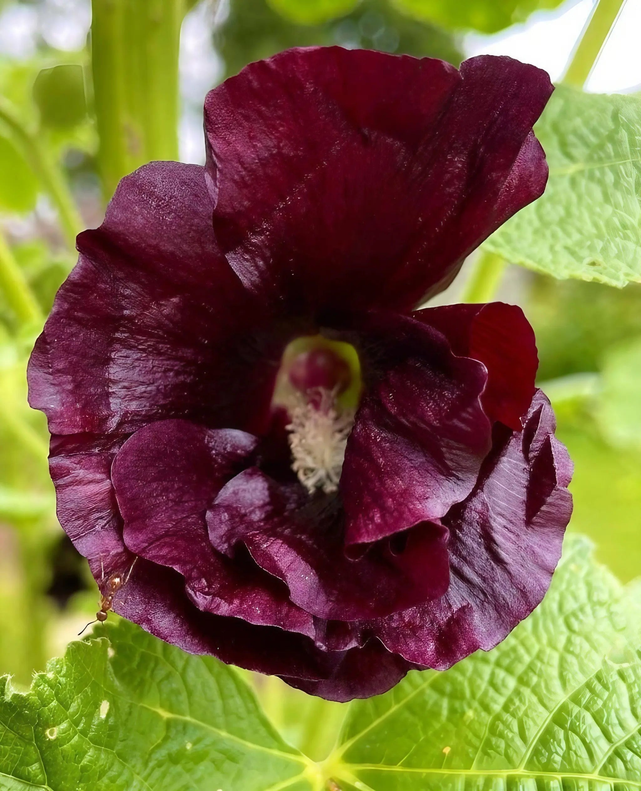 Hollyhock Nigra - REGN