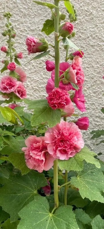 Hollyhock Summer Carnival - REGN