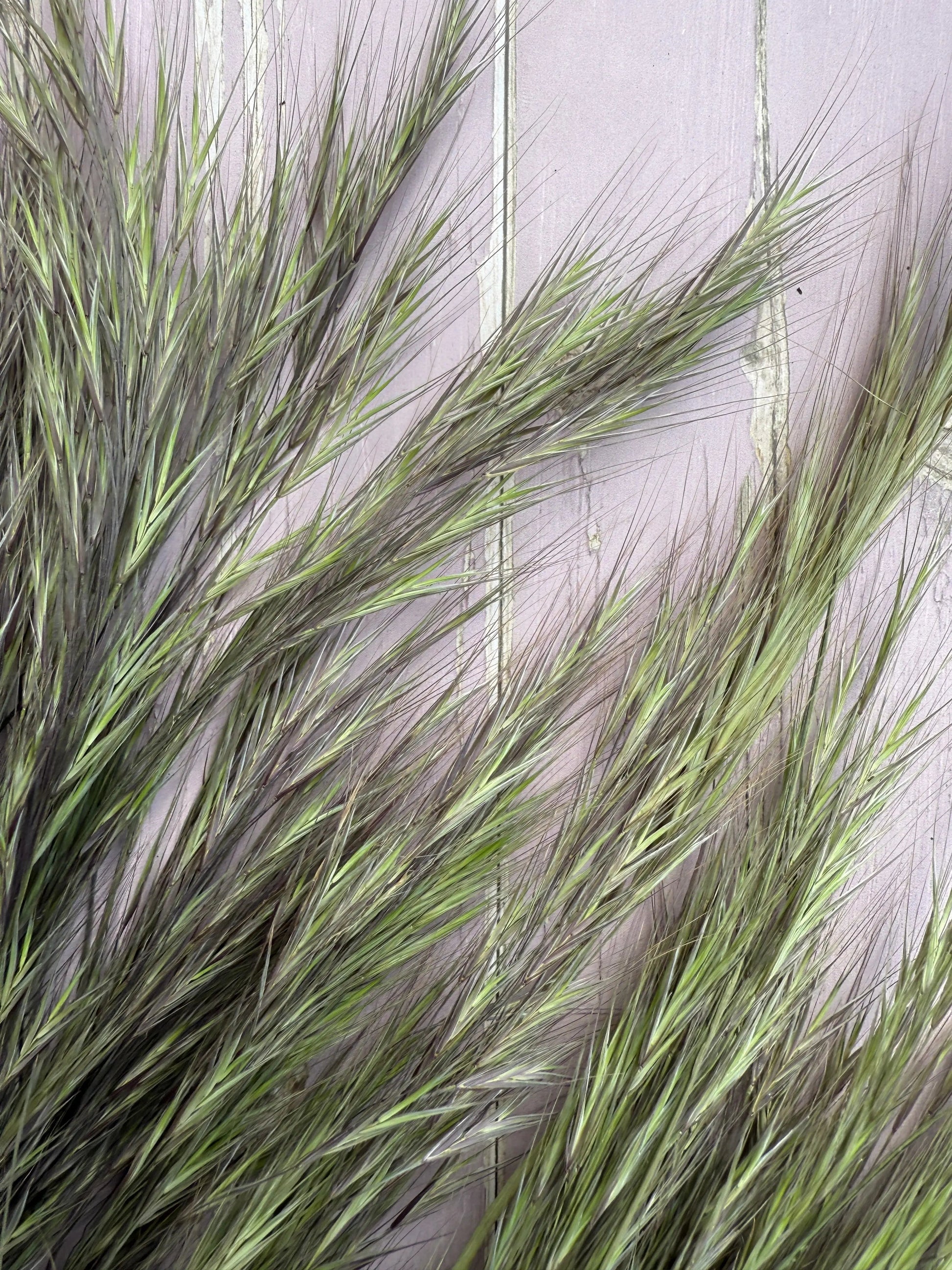 Hordeum (Barley) Grass Dried - REGN