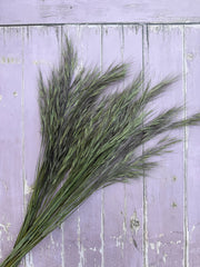 Hordeum (Barley) Grass Dried - REGN